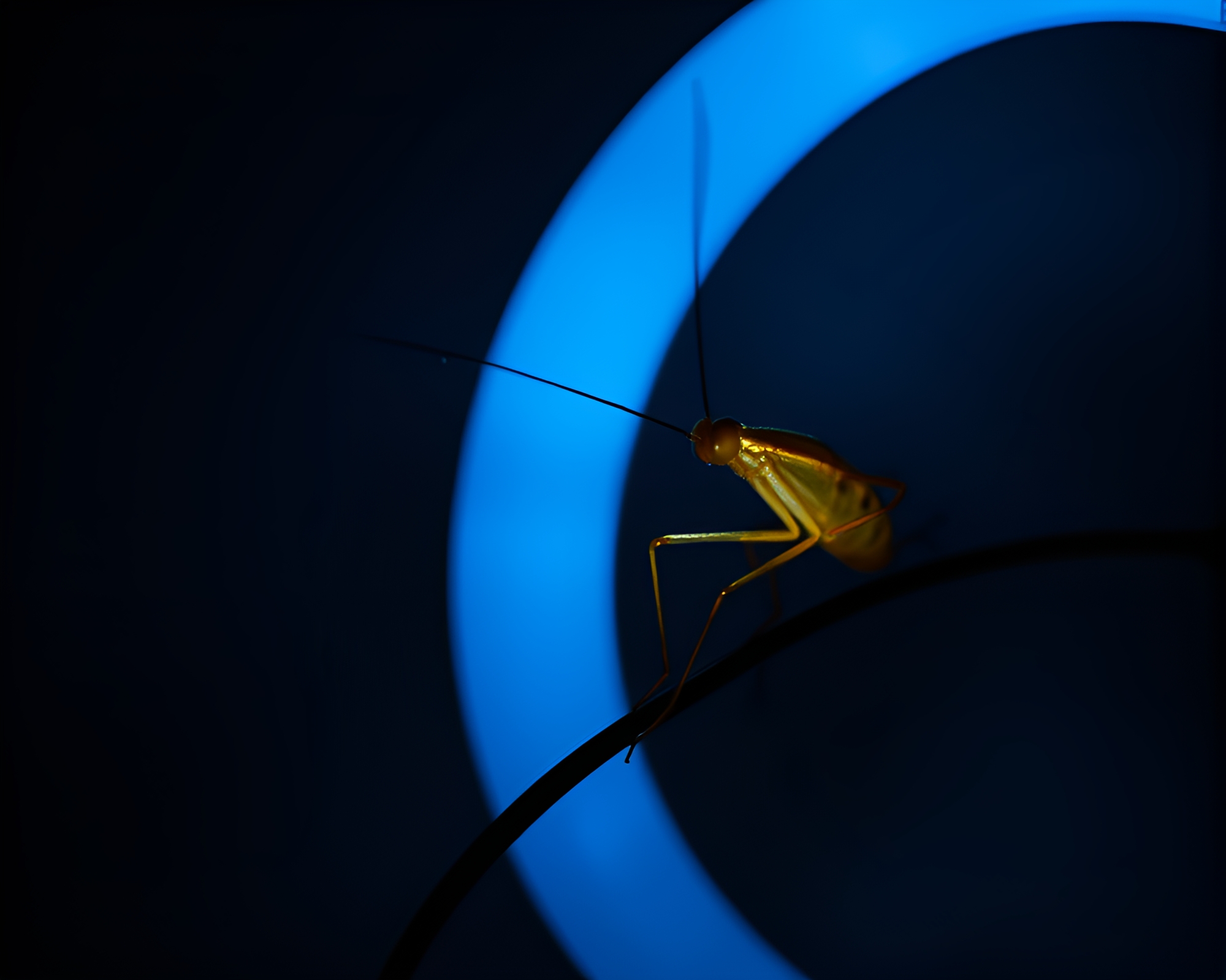 Enchanting Nymph Bathed in Rim-Lit Shadows – free AI stock image