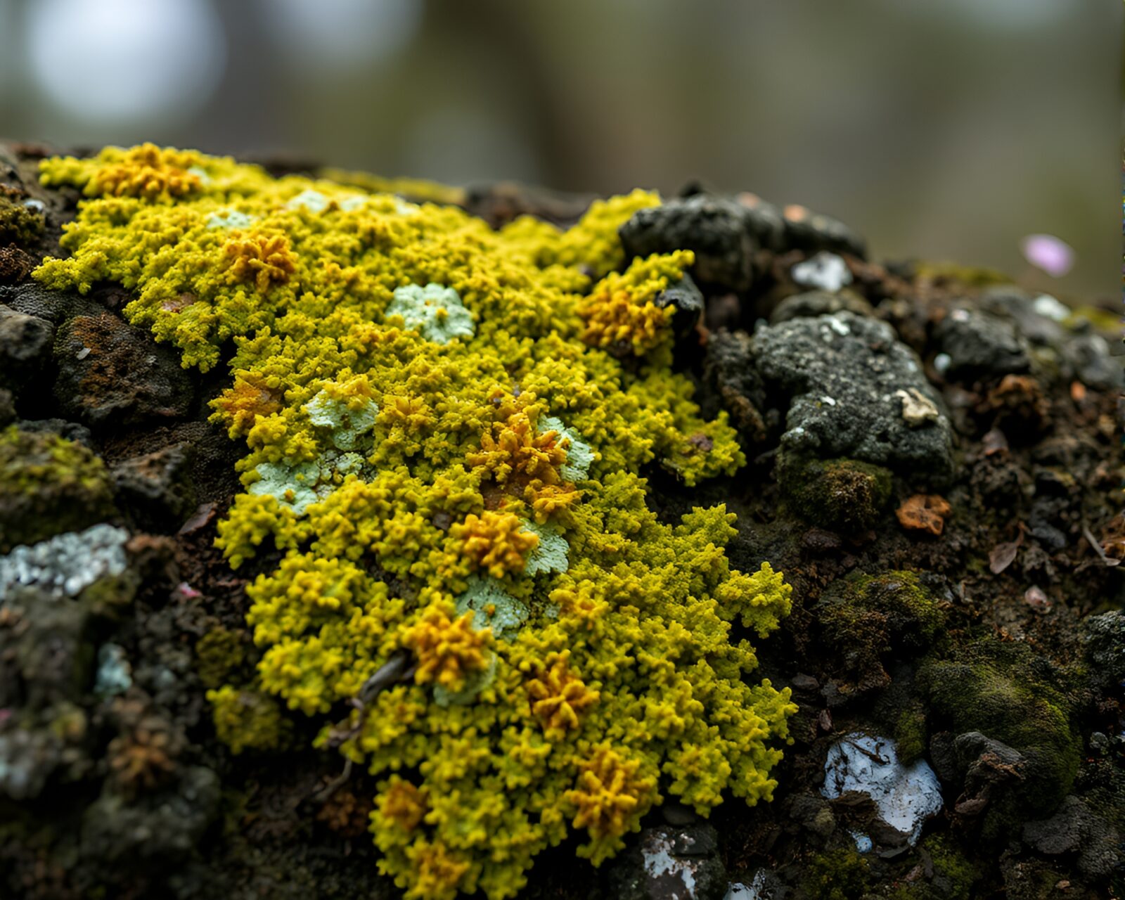 A majestic rhinoceros blending with lichen in motion blur