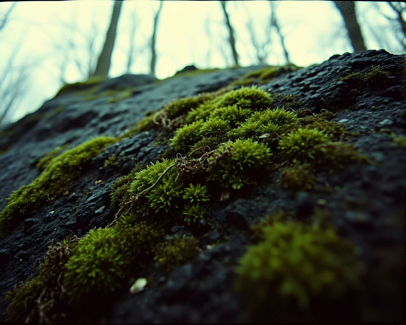 A retro film grain image of a black mossy rock