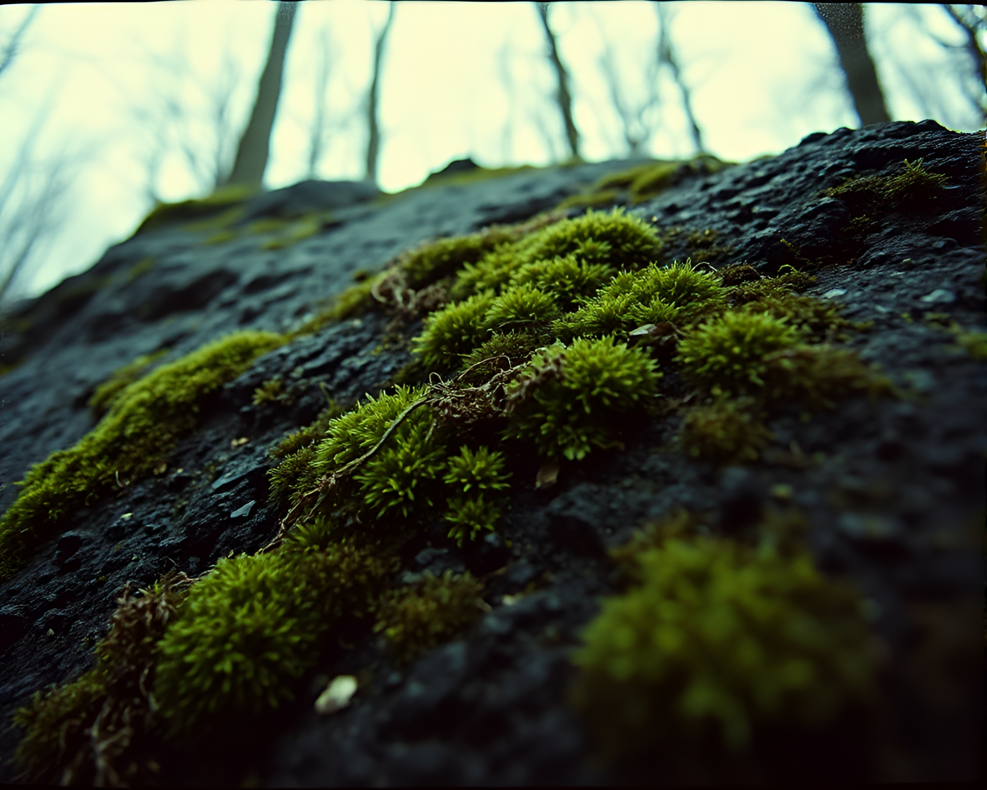 Enchanting vista of charcoal moss-covered rock – free AI stock image
