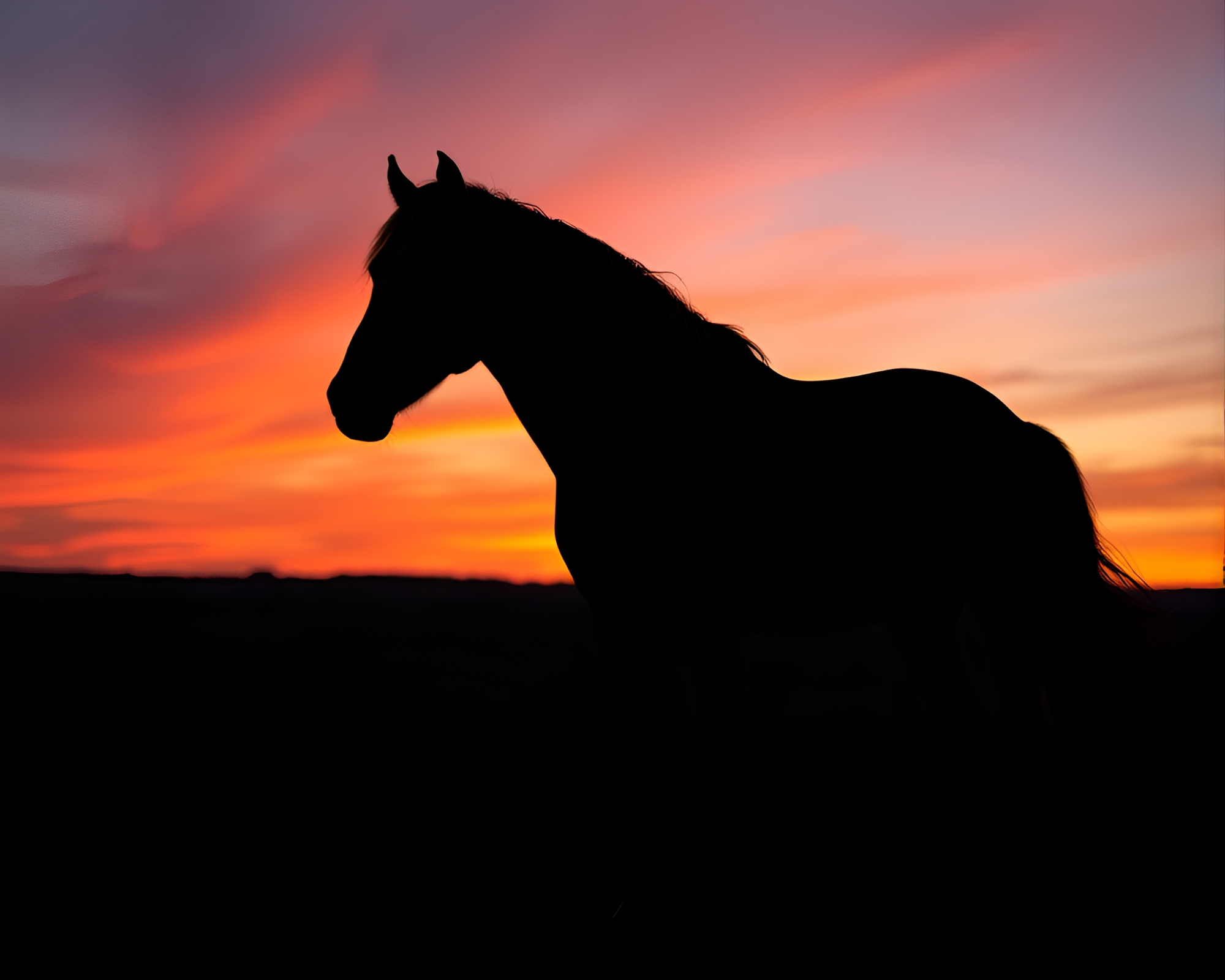 Wild Stallion Reflection Silhouette At Golden Hour – free AI stock image
