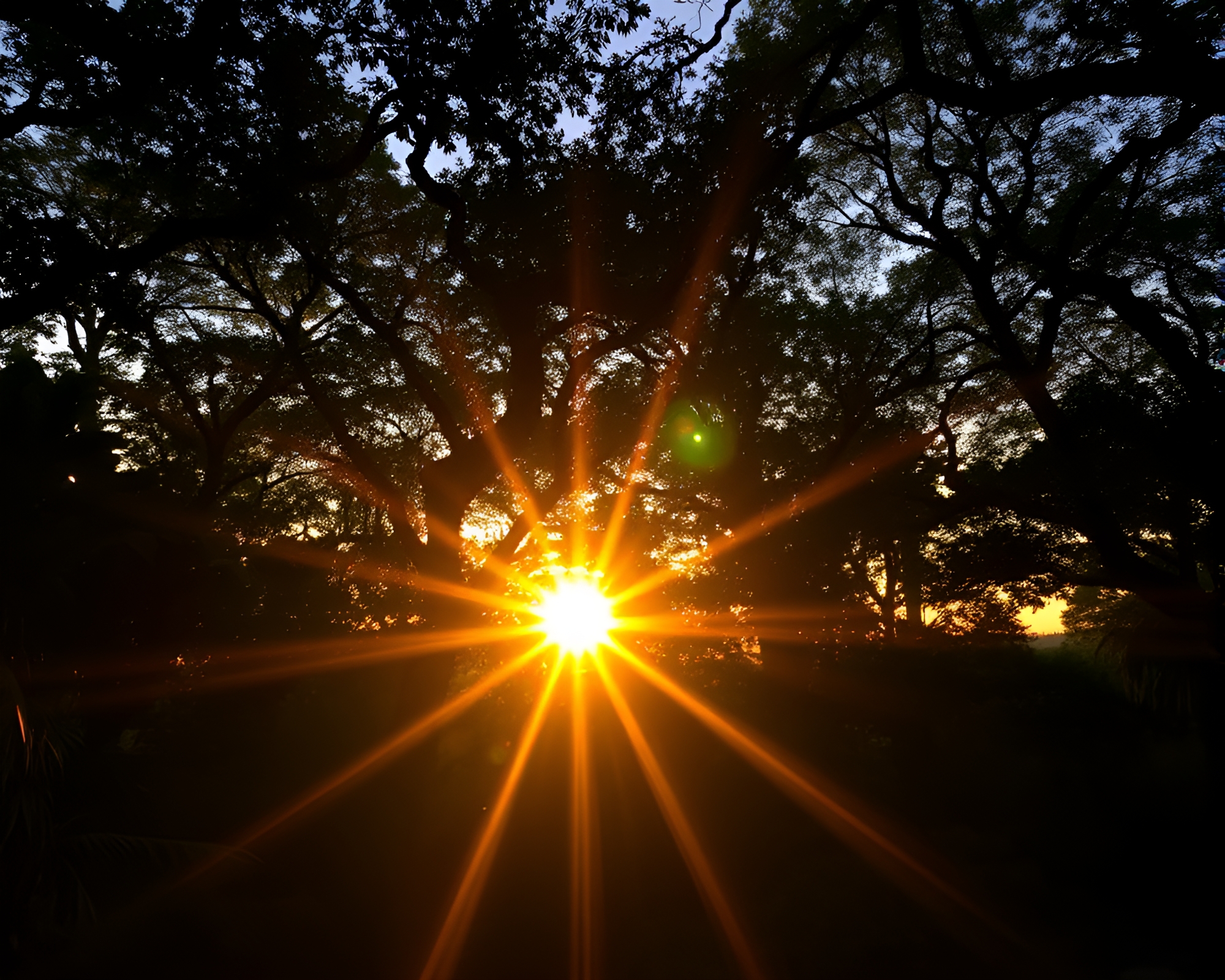 Rainforest Canopy Crosshatched in Solar Flare Glow – free AI stock image