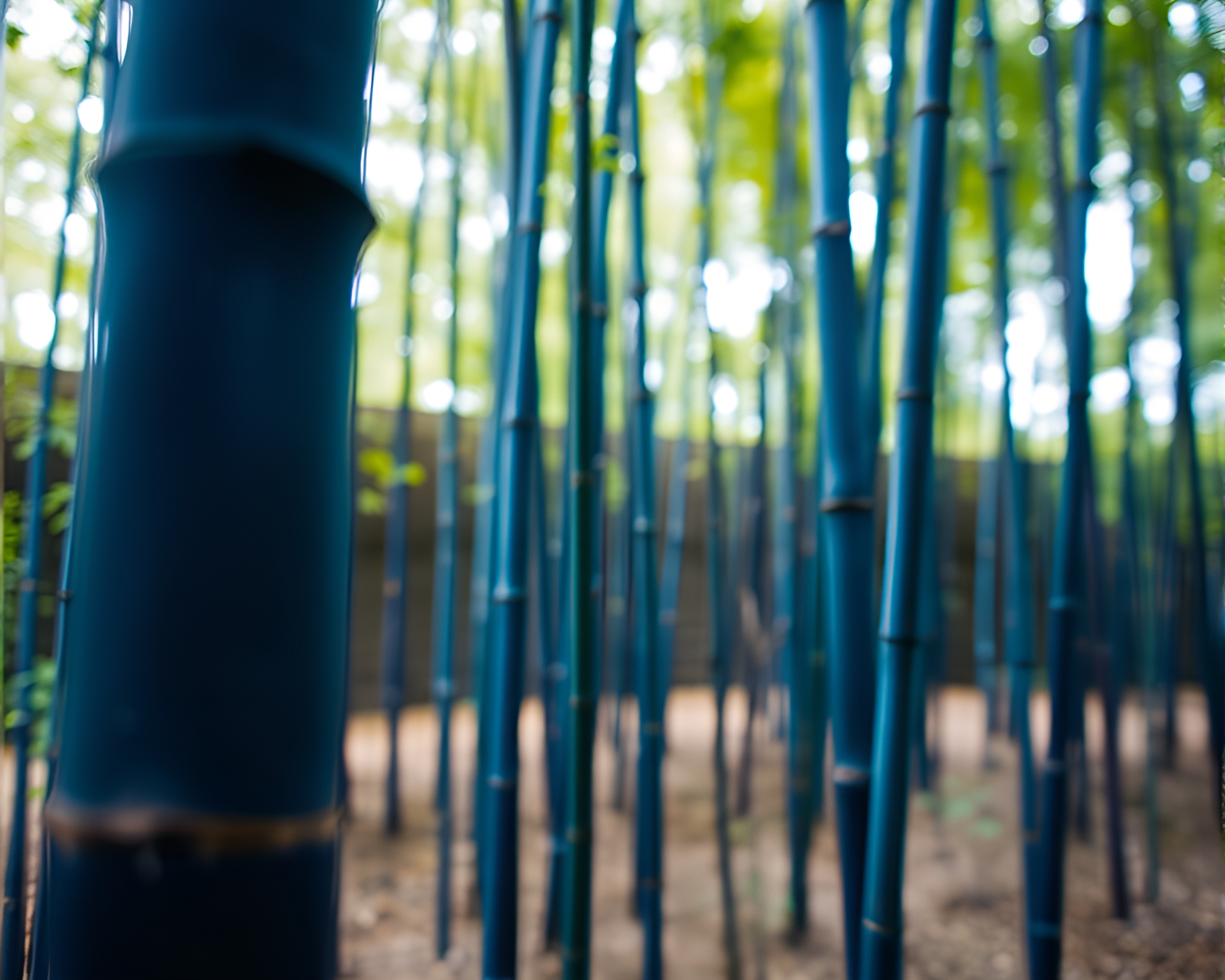 Bamboo Grove Tranquility in Miniature Cobalt Serenity – free AI stock image