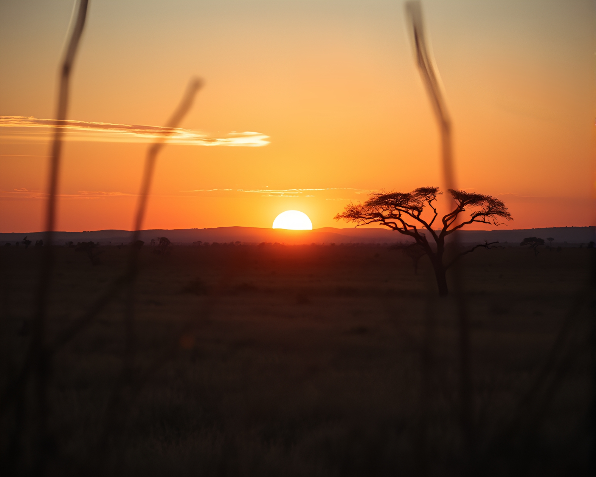 Savanna Sunset: Rule of Thirds Telephoto Photography – free AI stock image