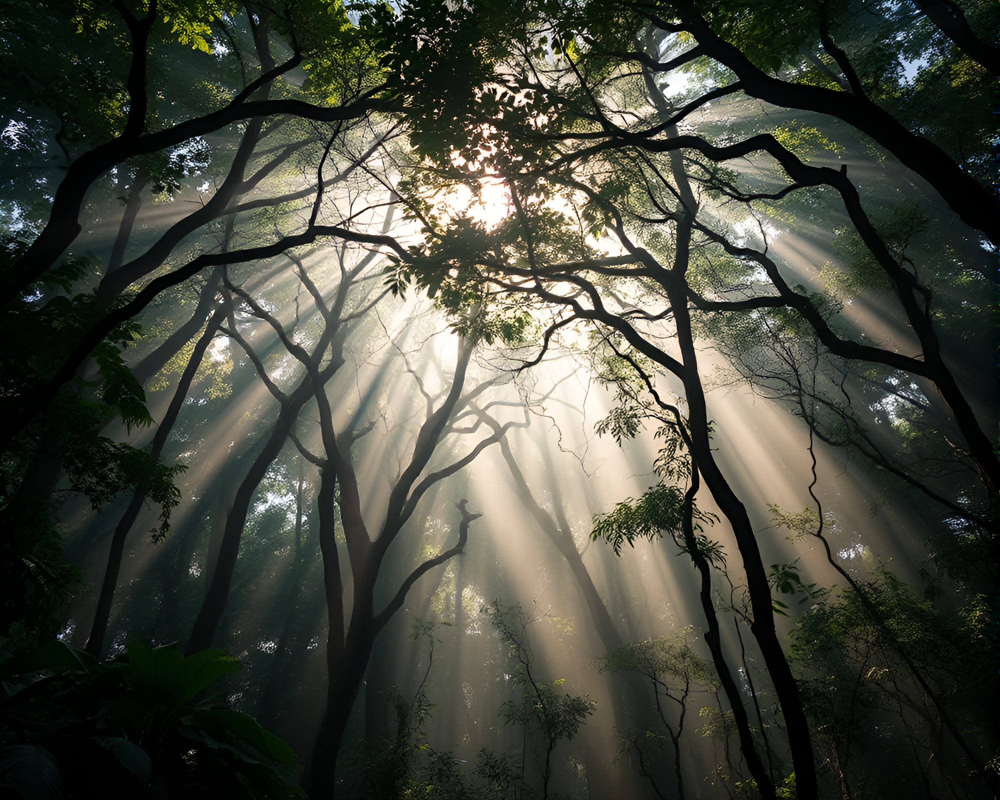 Sunbeam rays through rainforest canopy with dust overlay – free AI stock image