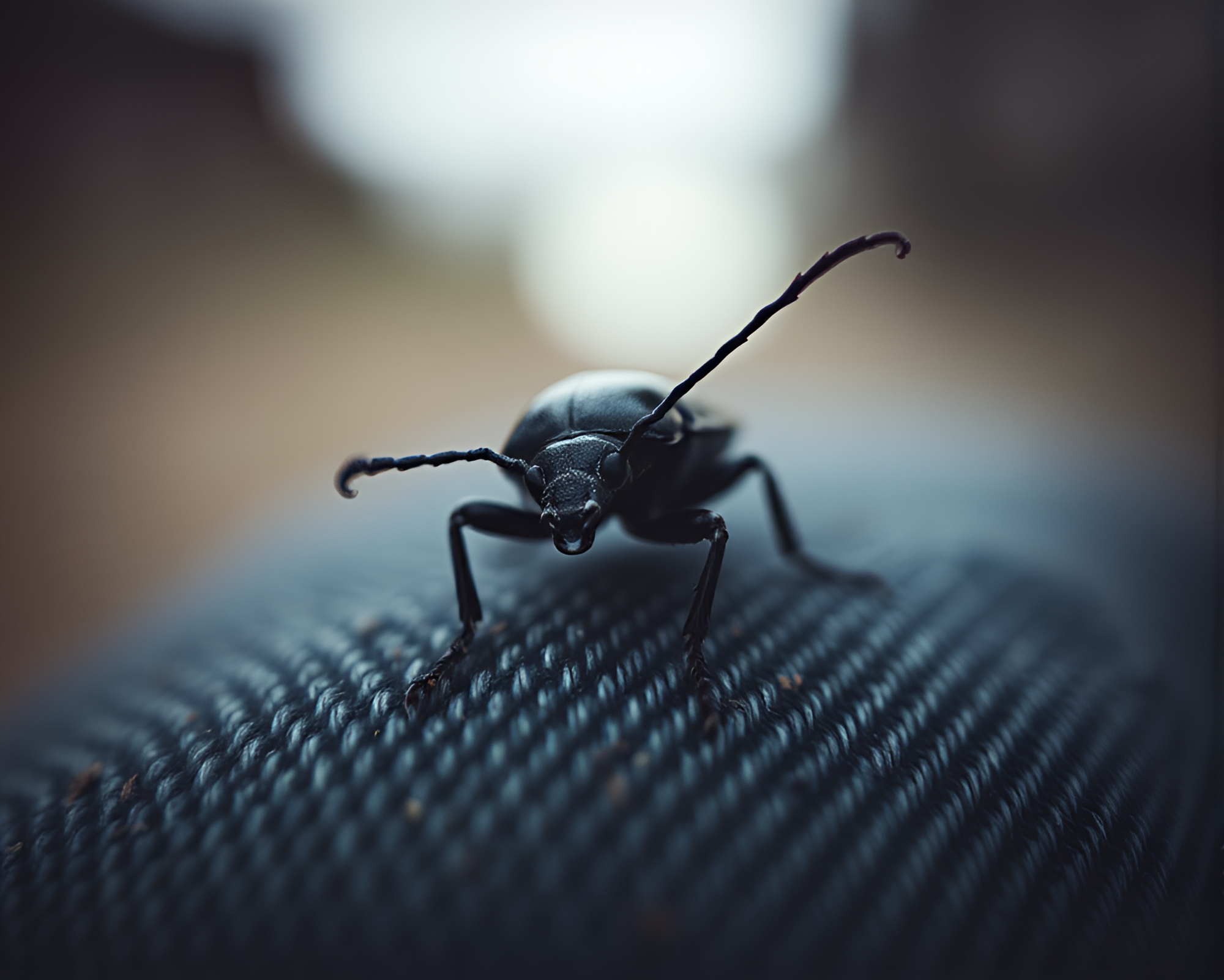 Enigmatic Beetle Embraced by Faded Denim Shadows – free AI stock image