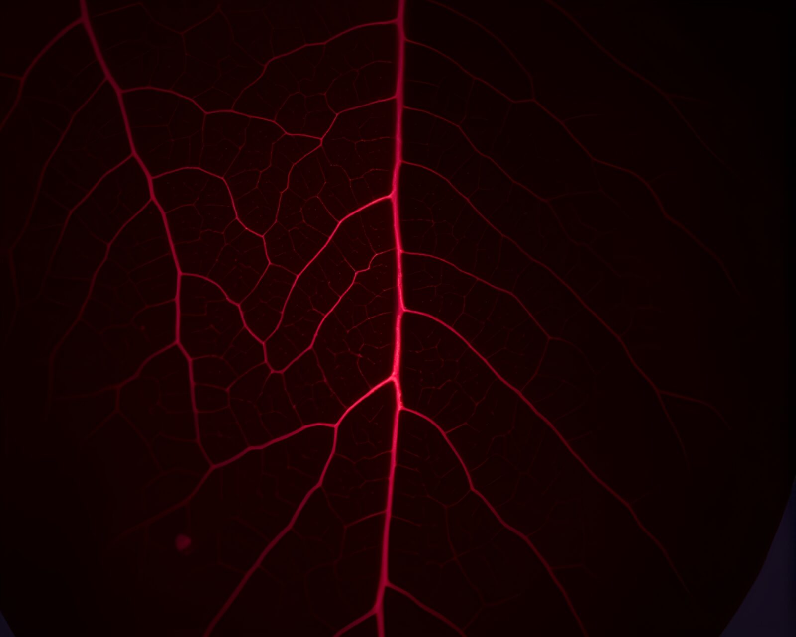 Digital twilight haze shines on intricate leaf vein pattern underwater
