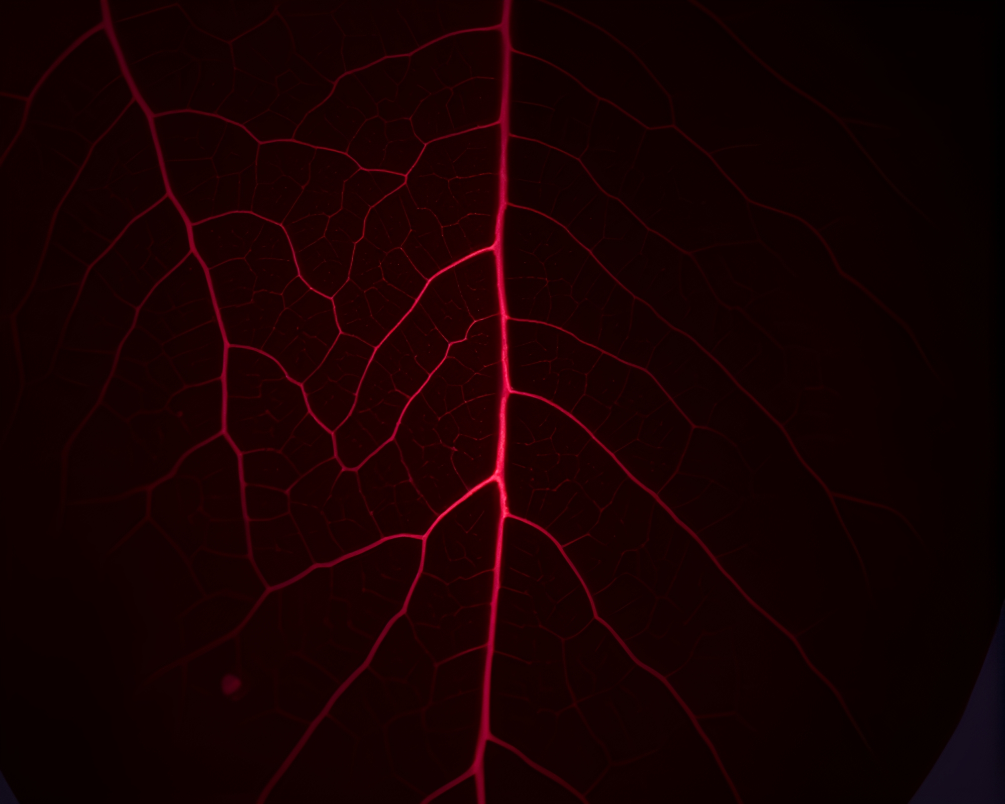 Underwater Leaf Vein Network in 80s VHS Aesthetic – free AI stock image