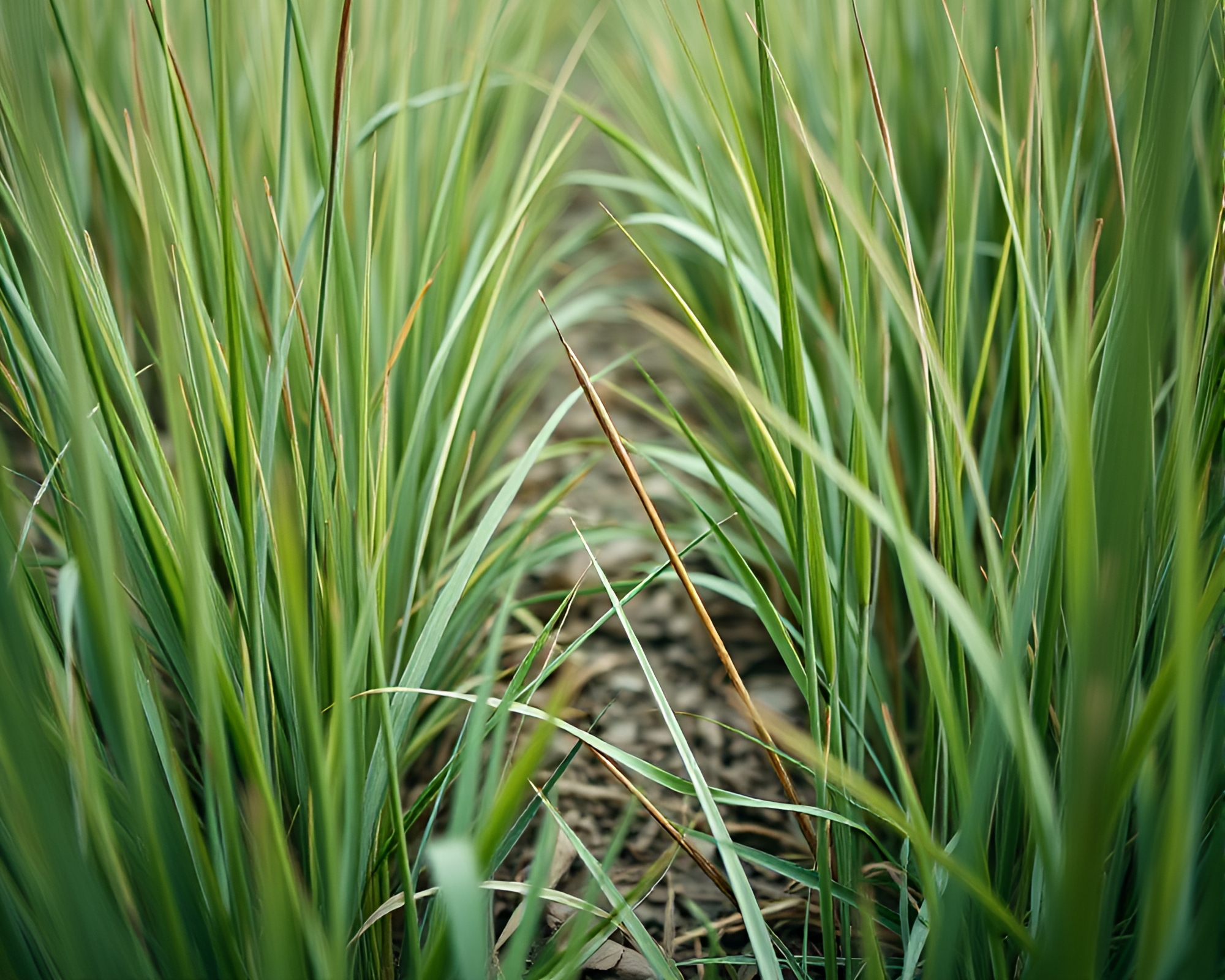 Savannah Grass Extreme Close-Up Triad – free AI stock image