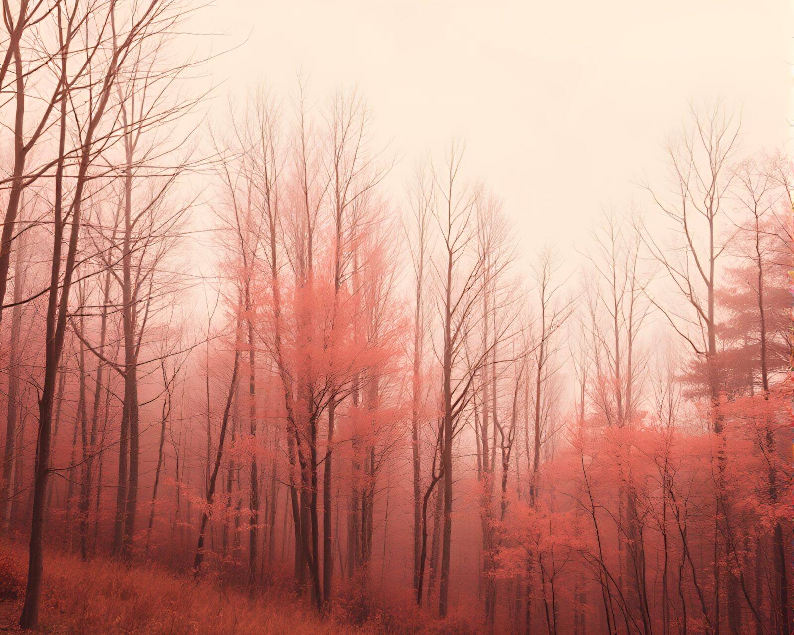 Soft pink hues overlaying a serene autumn woodland scene