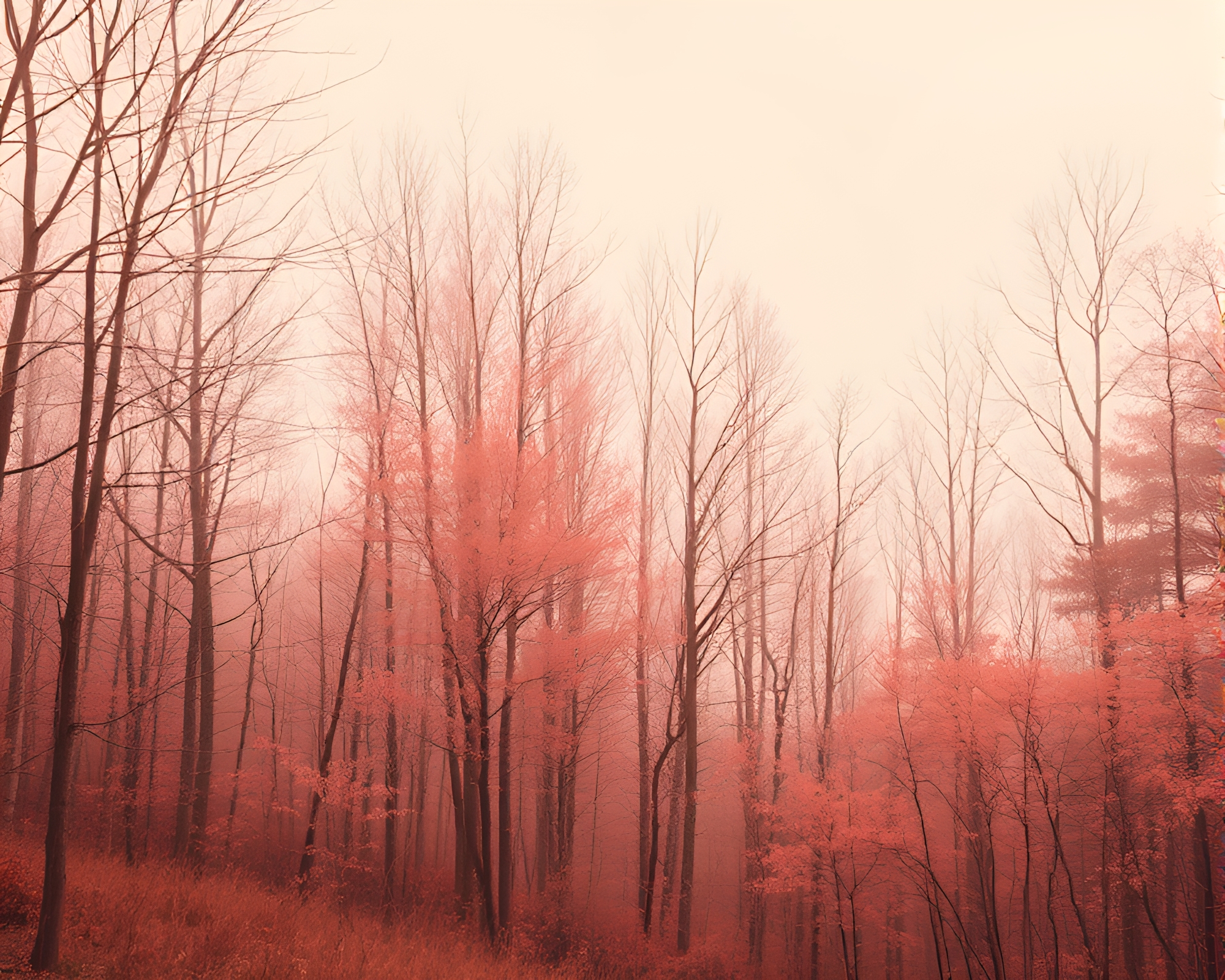 Enchanted Autumn Forest in Blush Pink Sepia Tones – free AI stock image