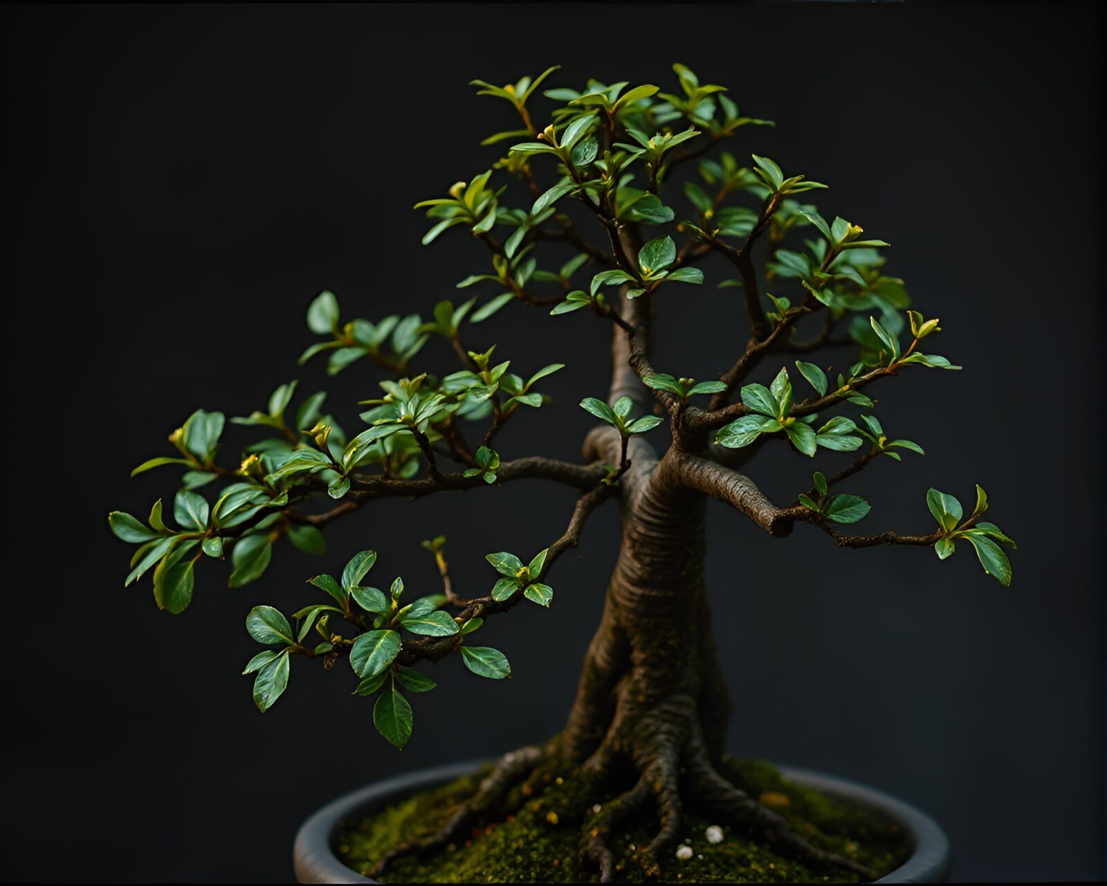 Close-up shot of bonsai tree covered in grainy mildew spots