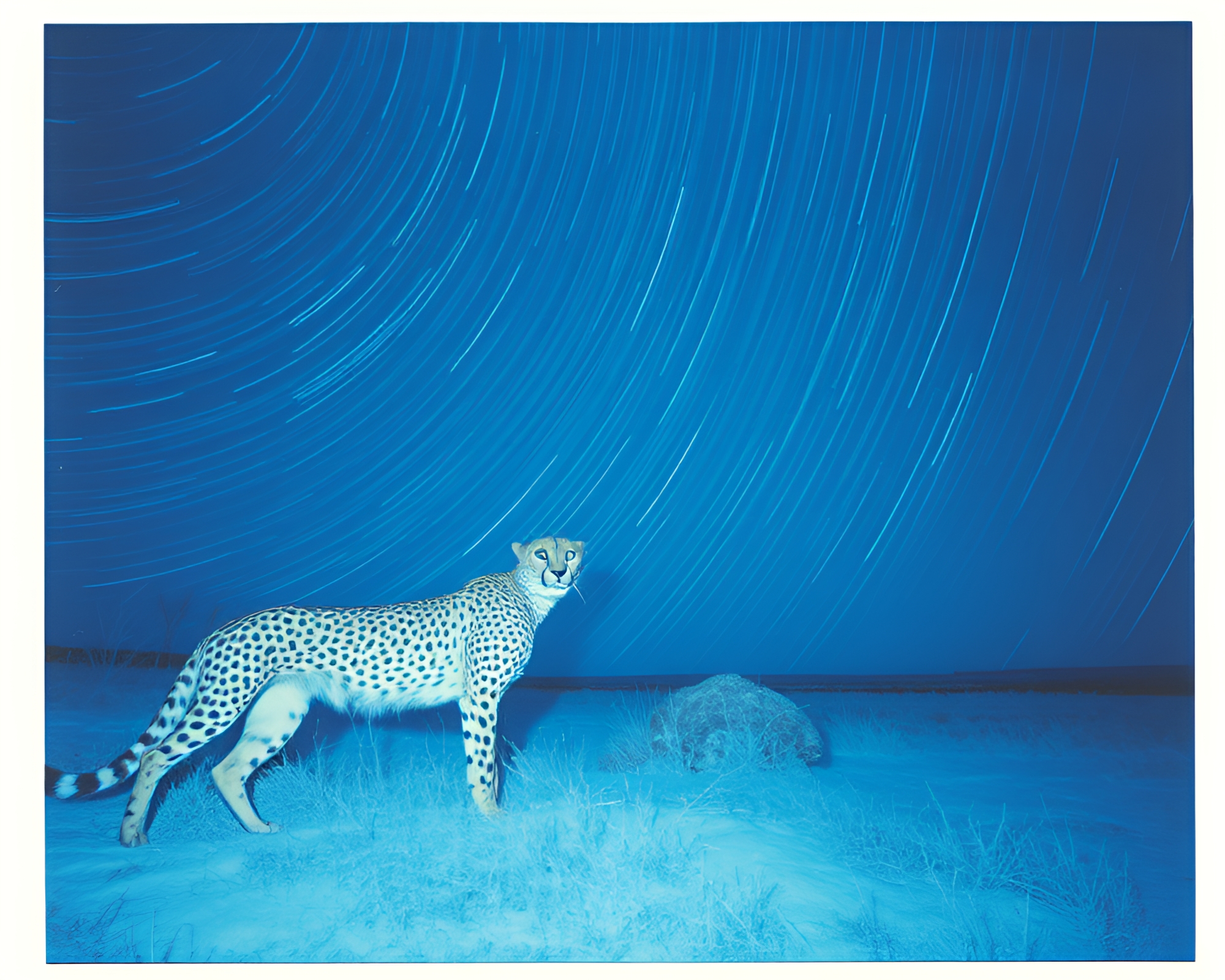 Cheetah Star Trails in Ice-Blue Polaroid Frame – free AI stock image