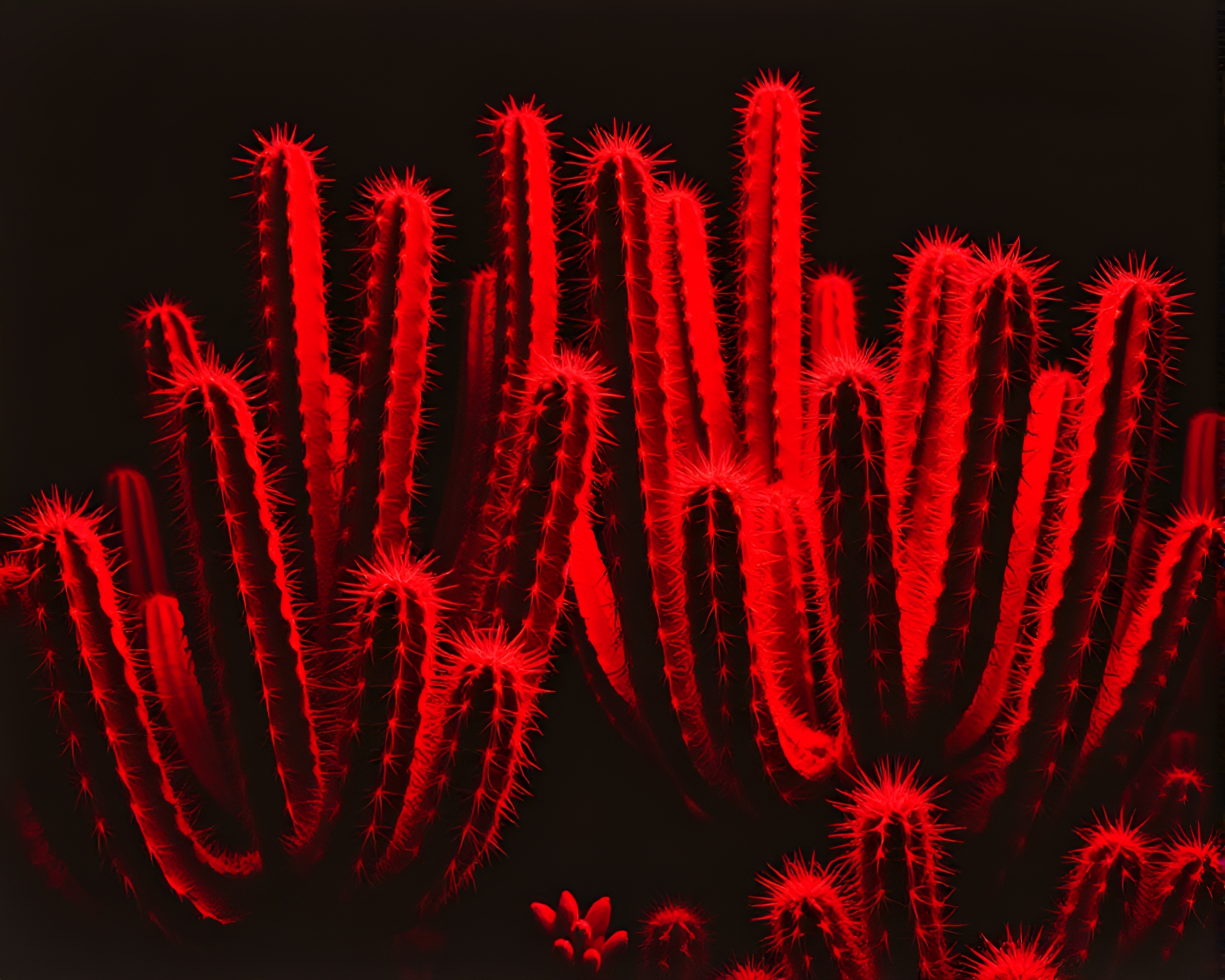 Luminous Neon Cactus: Infrared Linocut Art – free AI stock image