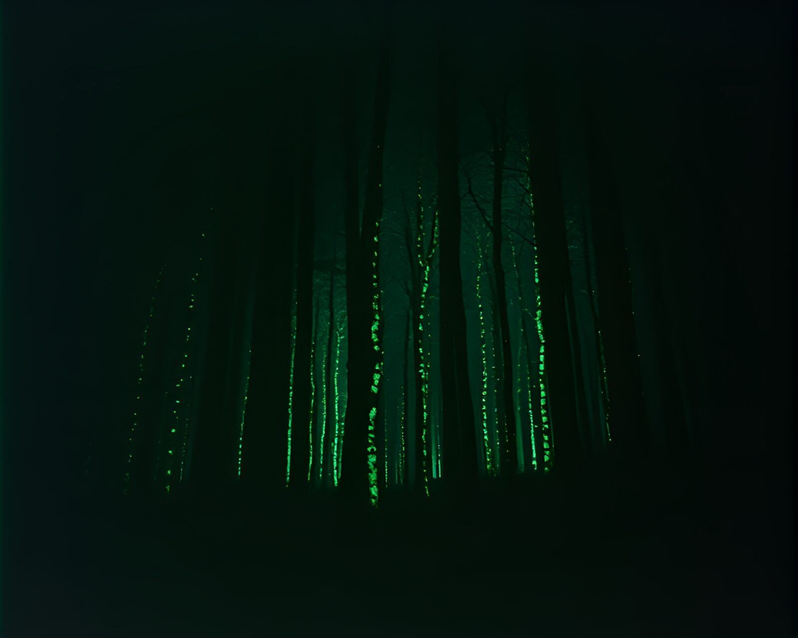 Dark, glowing forest scene with expired film effect overlay