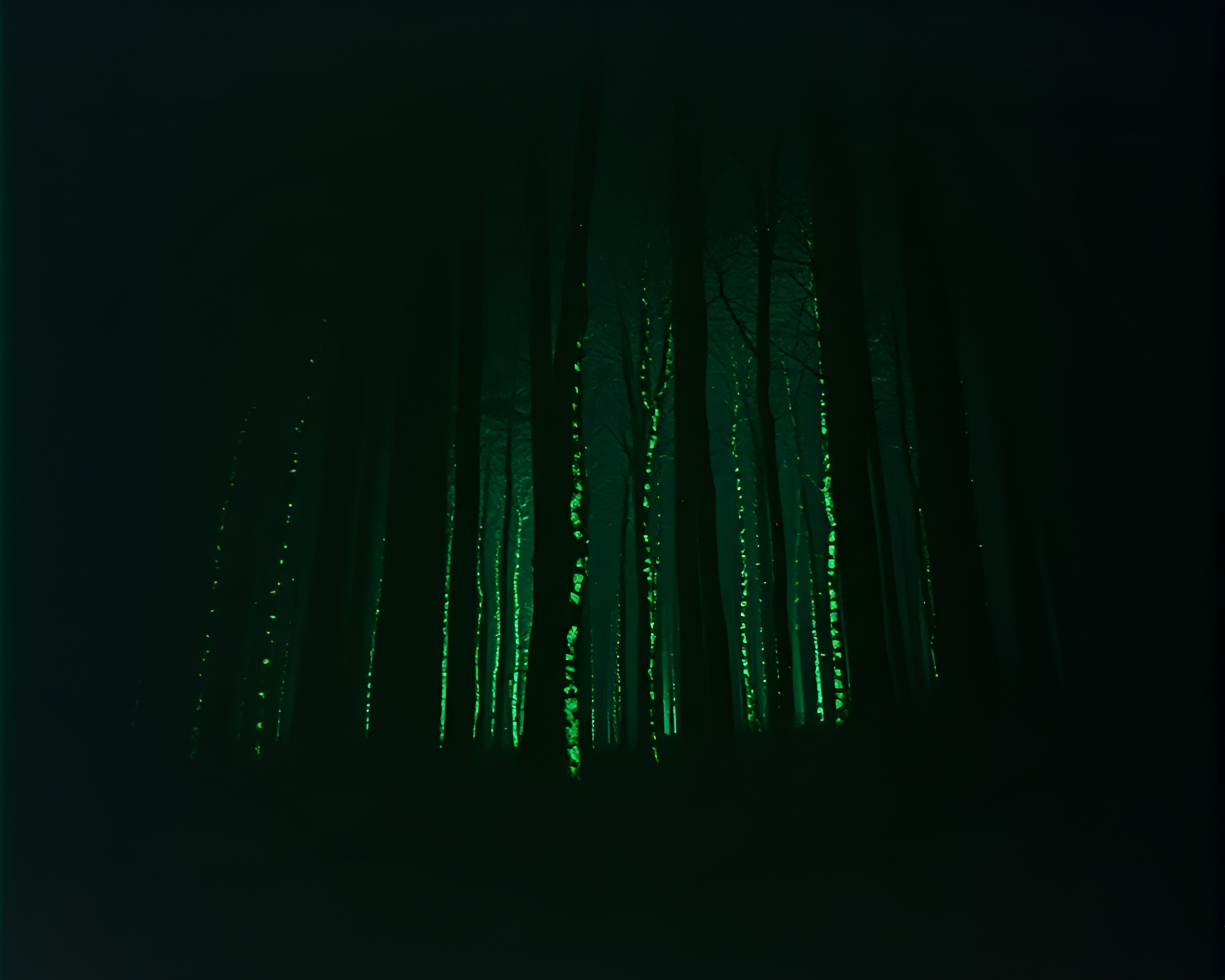 Enigmatic Bioluminescent Forest in Chiaroscuro – free AI stock image