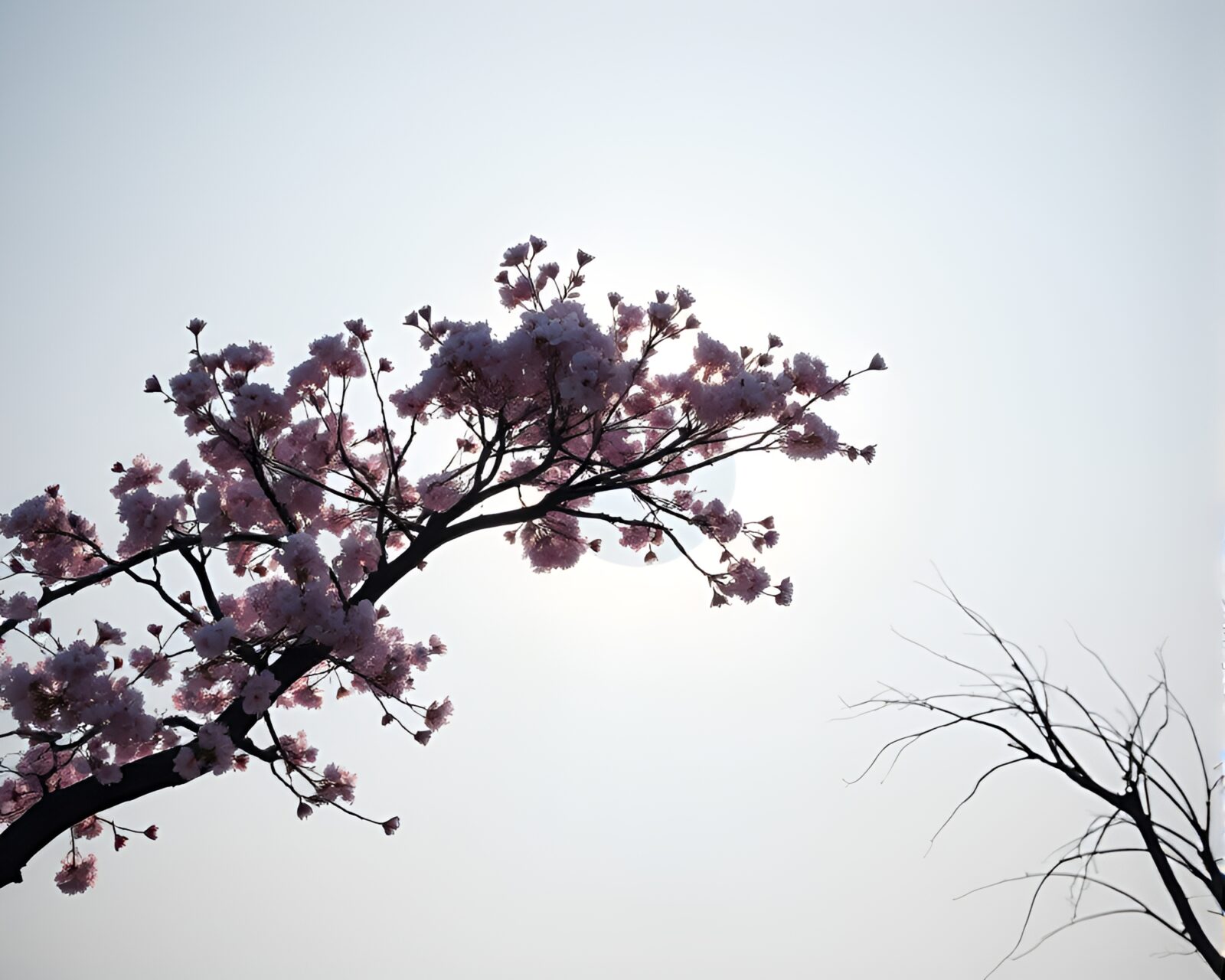 Silhouette of cherry blossom tree with eclipse shadow in minimalist design