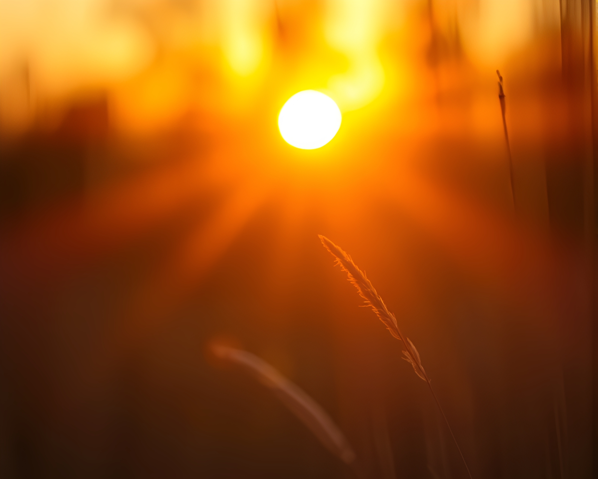 Savannah Golds Miniature Oil Painting with Lens Sunburst – free AI stock image