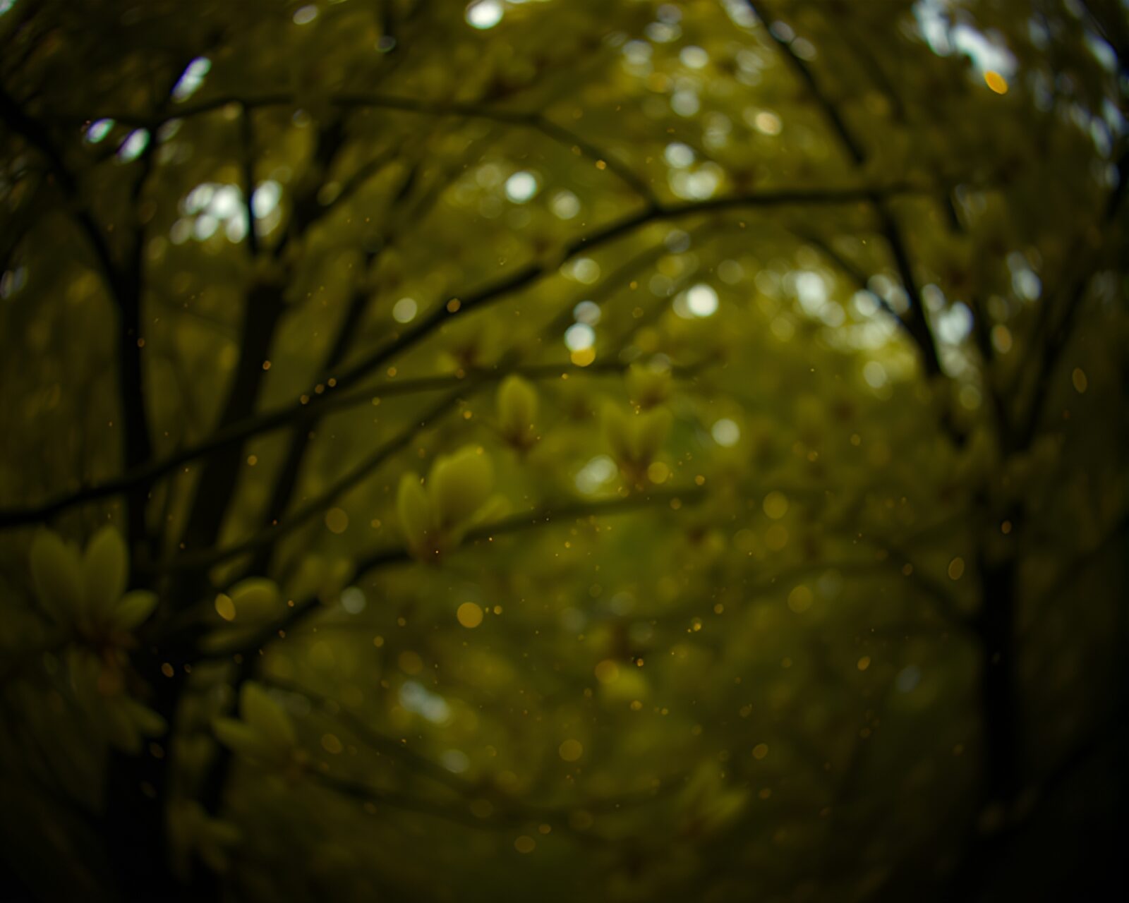Fisheye view of swirling apple cider in dark, dreamlike tones