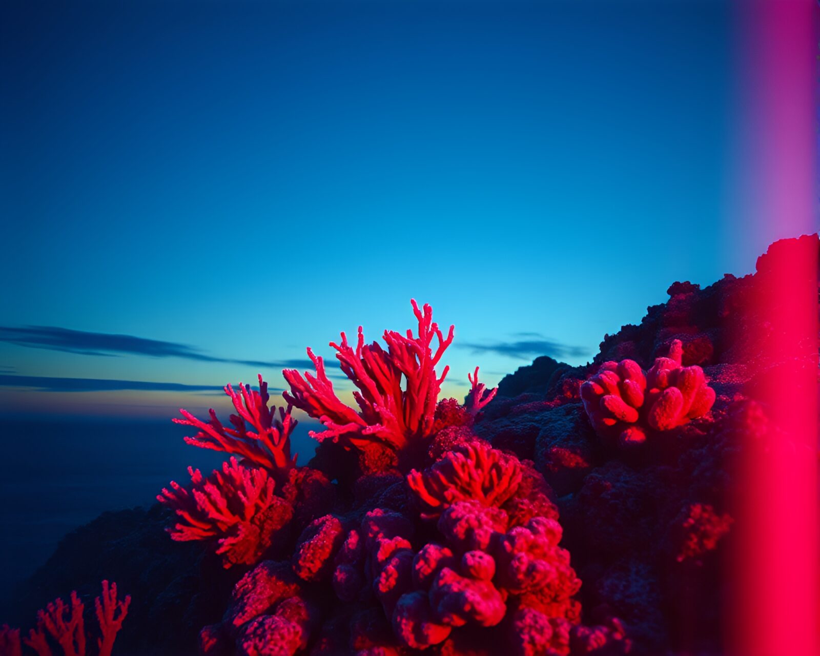 Underwater coral reef with film burns in x-ray style