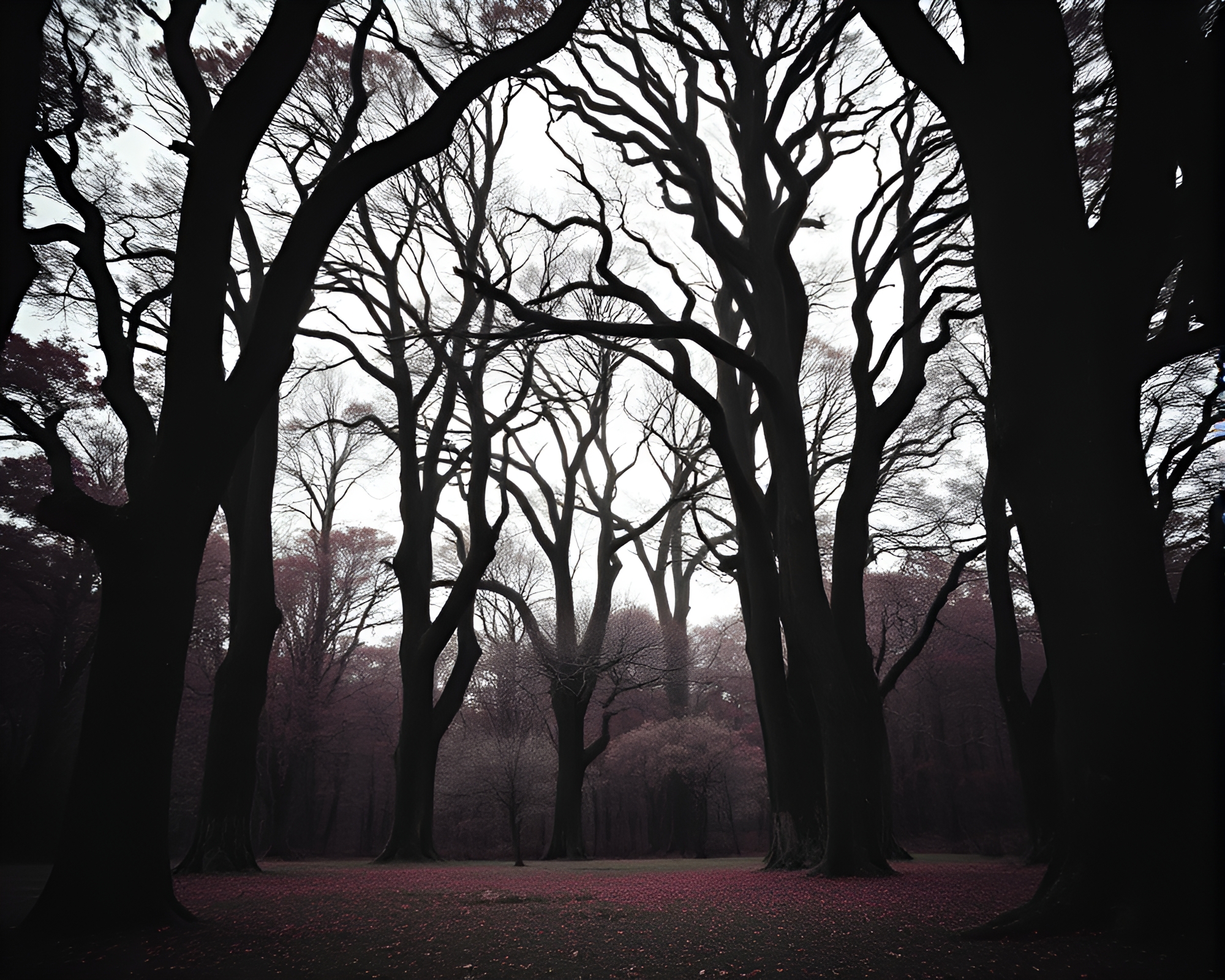 Enigmatic Ancient Grove: Monochrome Red Film Noir Mystery – free AI stock image
