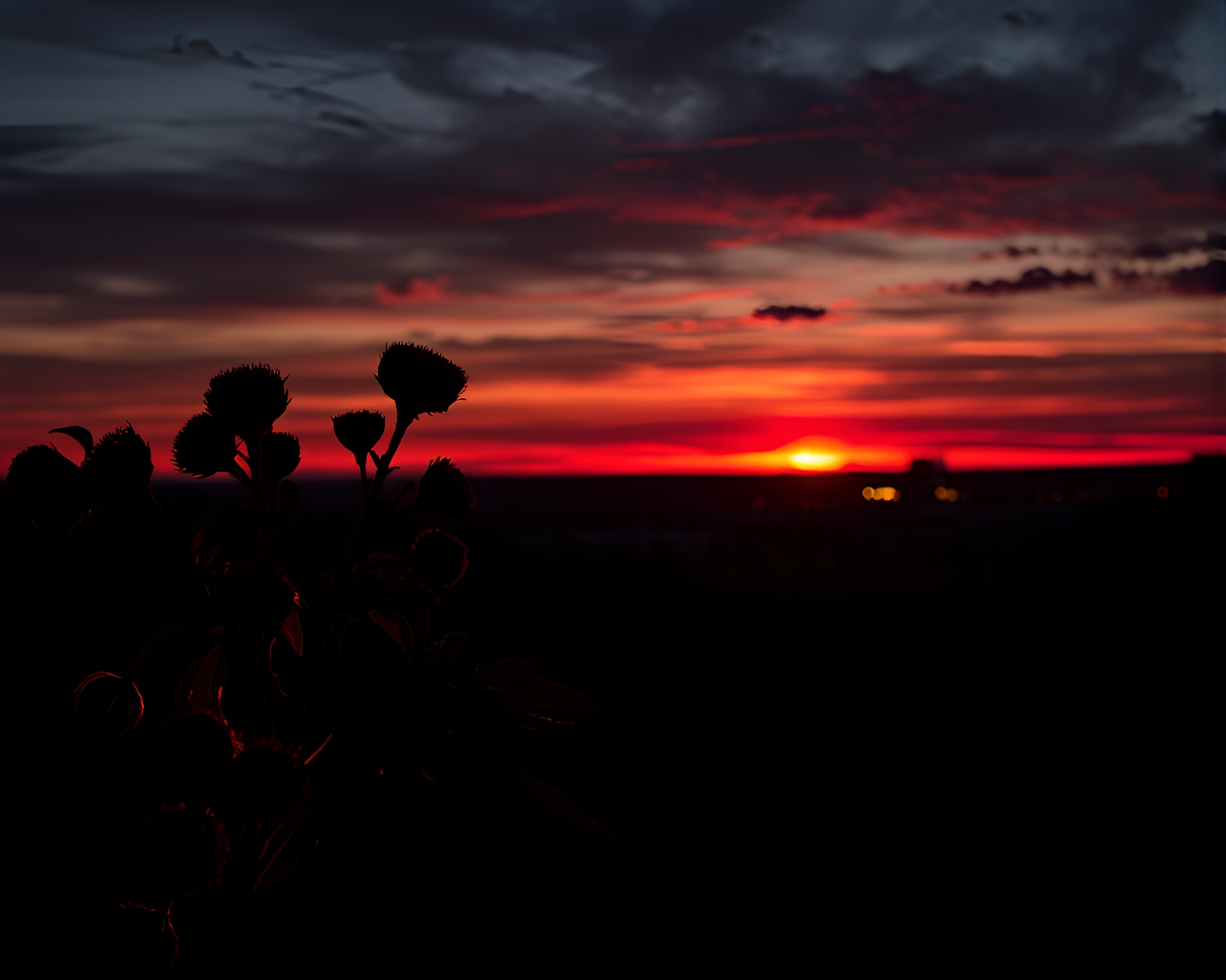 Skyline Sunset with Floating Raspberry Bush Embers – free AI stock image