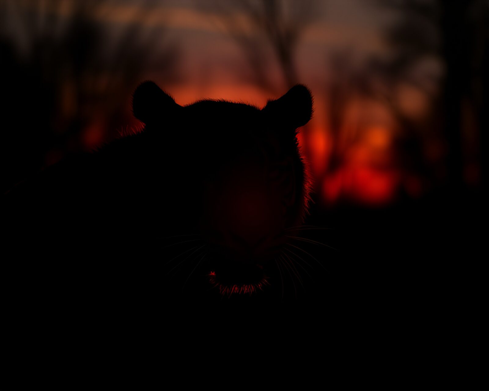 Beautiful backlit tiger silhouette against orange sunset sky