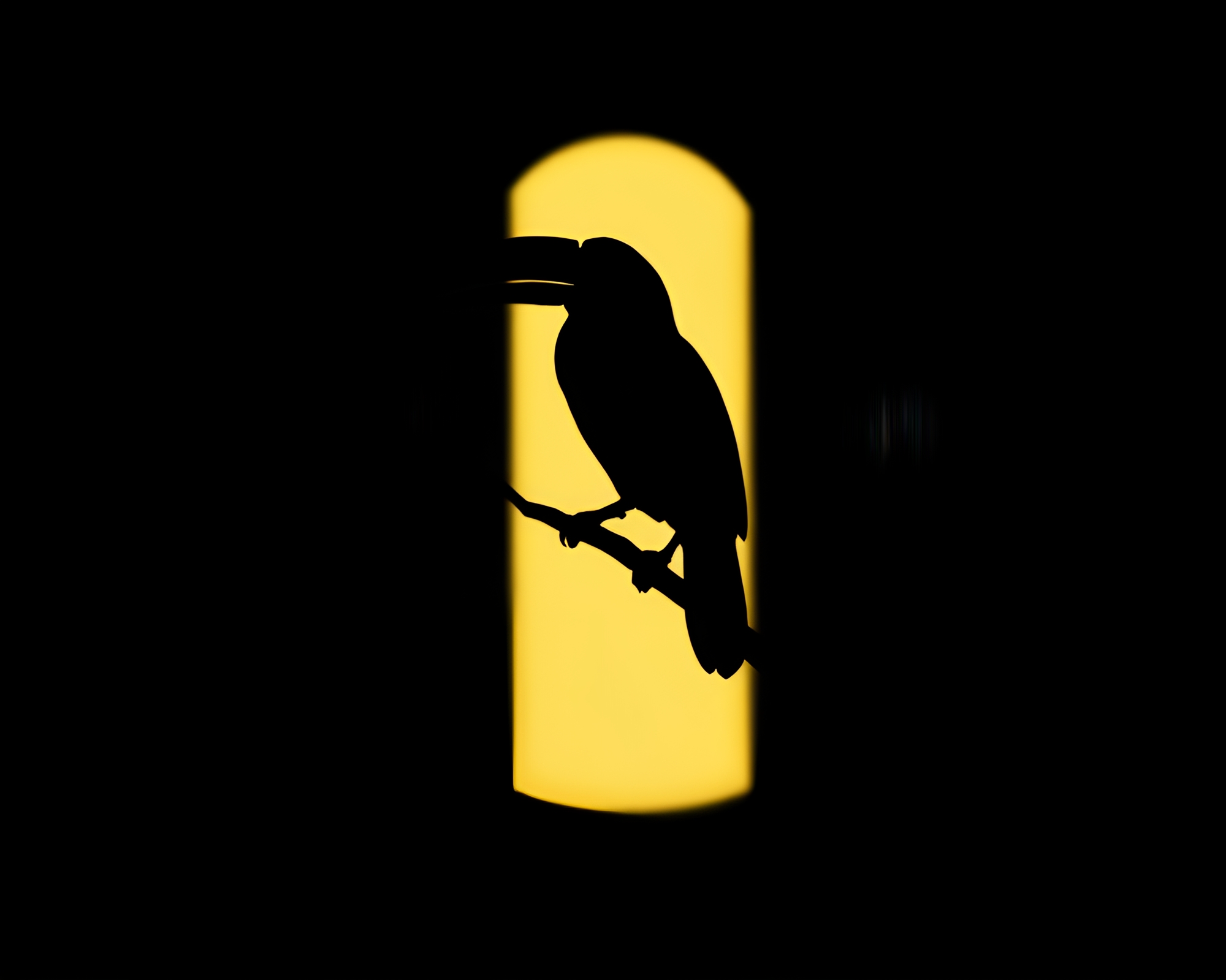 Toucan Shadow Silhouette Monochrome Beauty – free AI stock image