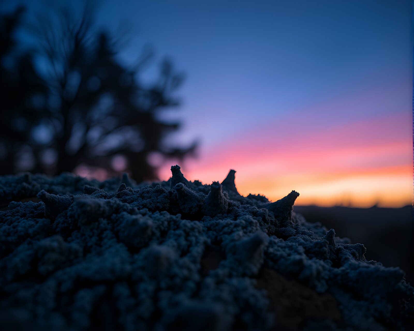 Armored armadillo blending with lichen in twilight double exposure