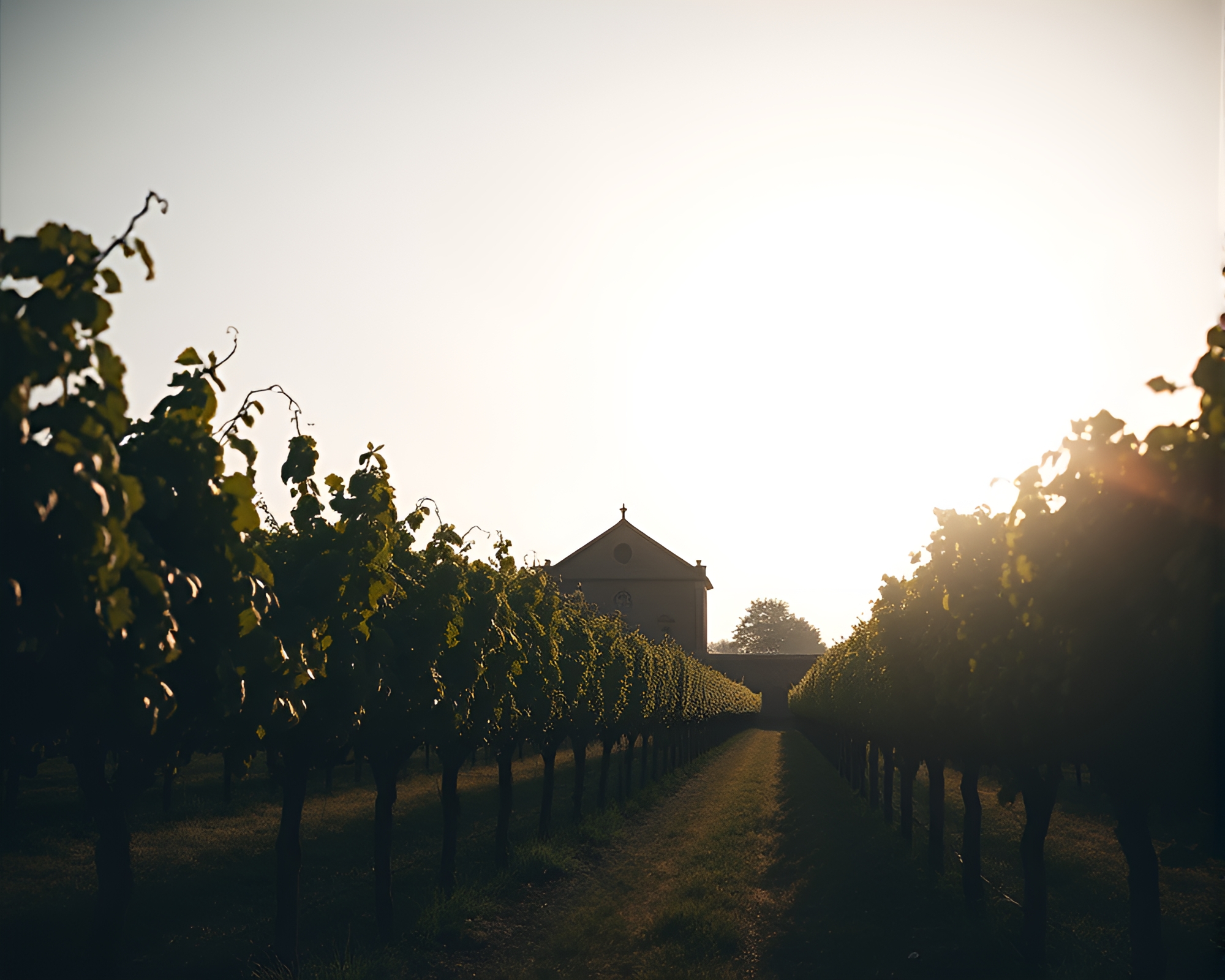 Majestic Vineyard Rows: Moody Backlit Architectural Composition – free AI stock image