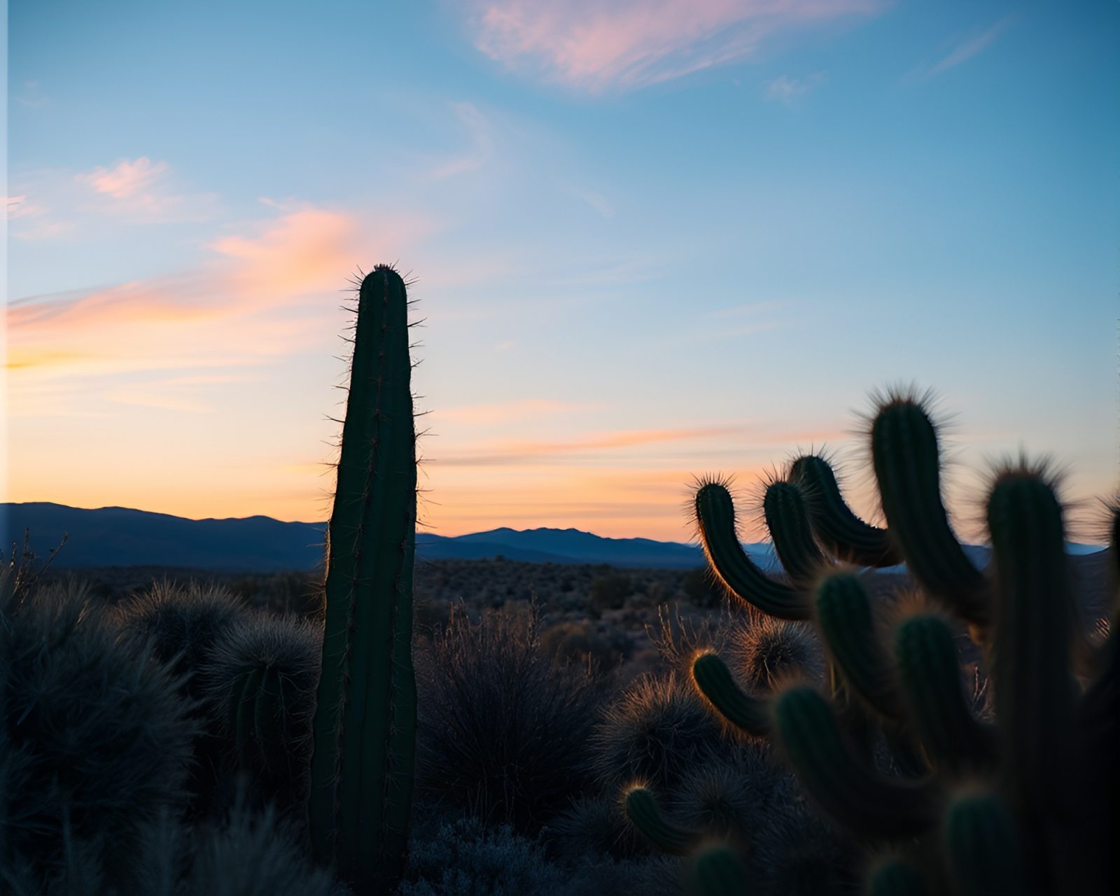 Beautiful cactus surrounded by vibrant turquoise light