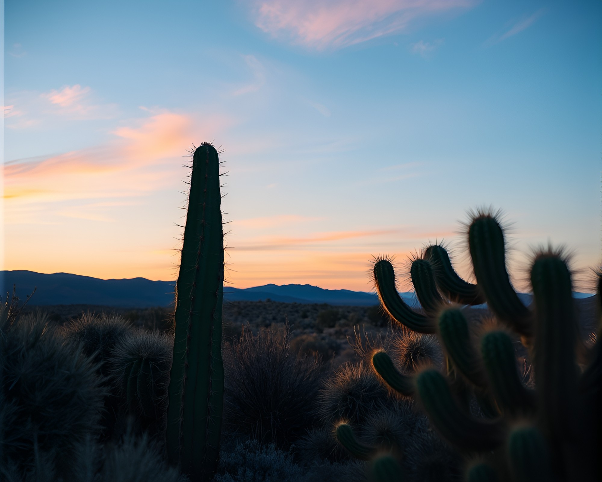 Desert Cactus Framed in Turquoise Spotlight – free AI stock image