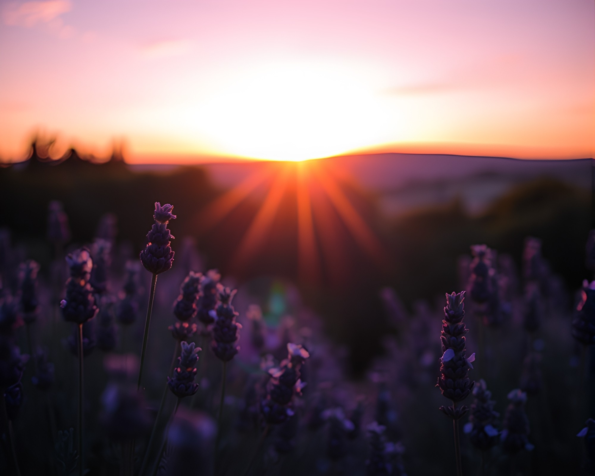 Lavender Twilight: Double Exposure Oil Painting Photography – free AI stock image