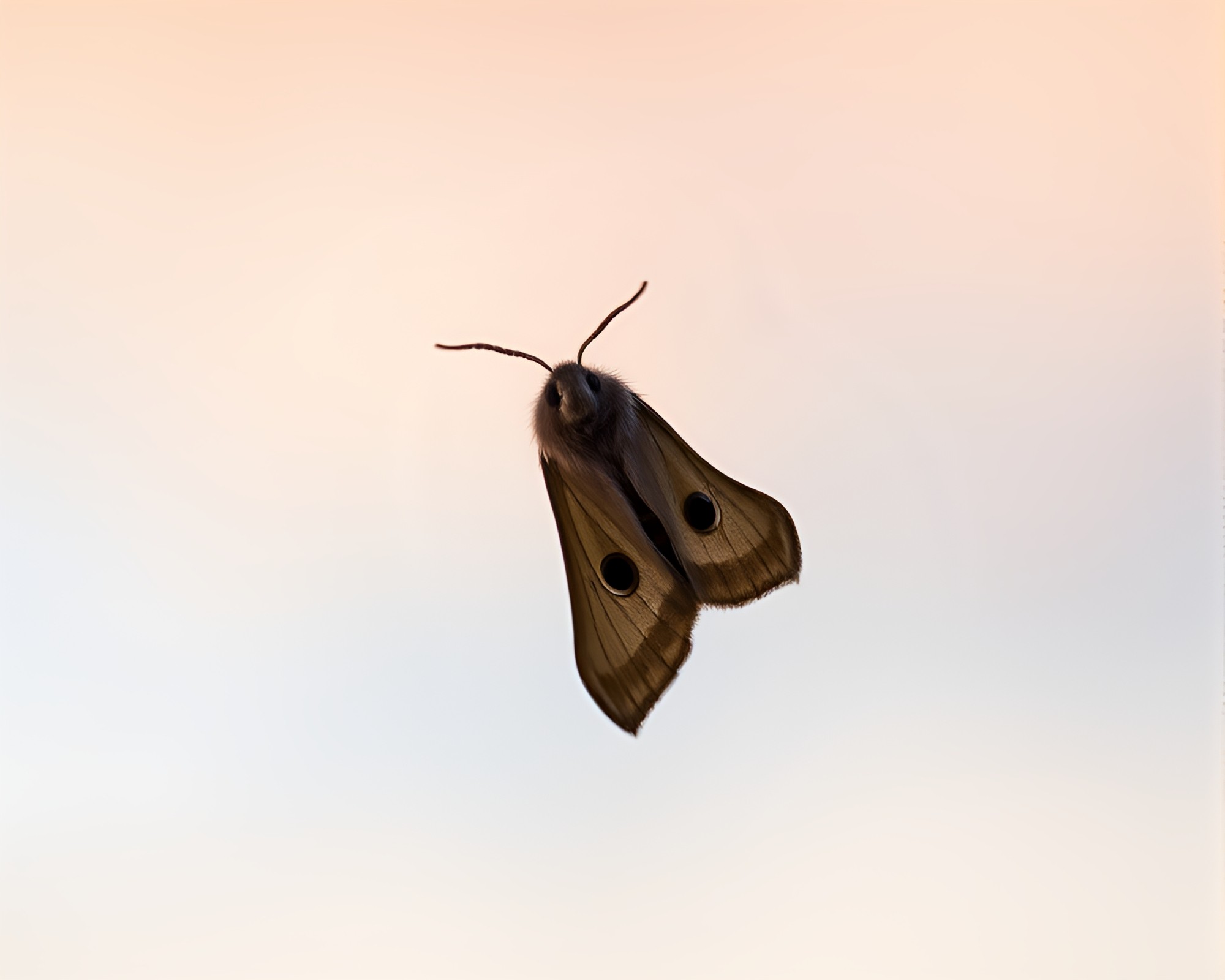 Mystical Moth Vortex Dance at Sunrise – free AI stock image