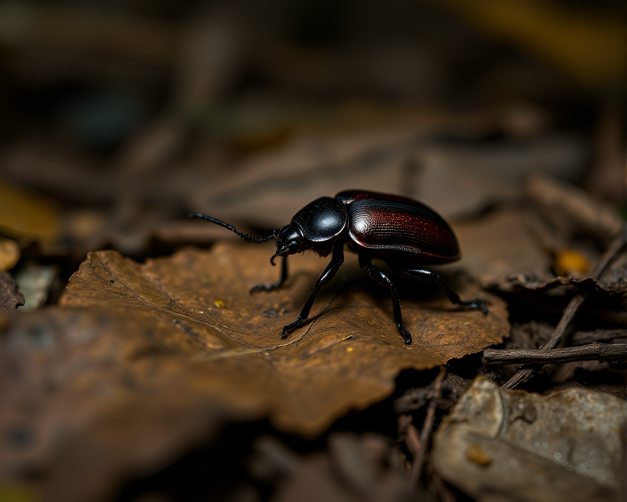 Beetle exploring leaf litter in underexposed long exposure – free AI stock image