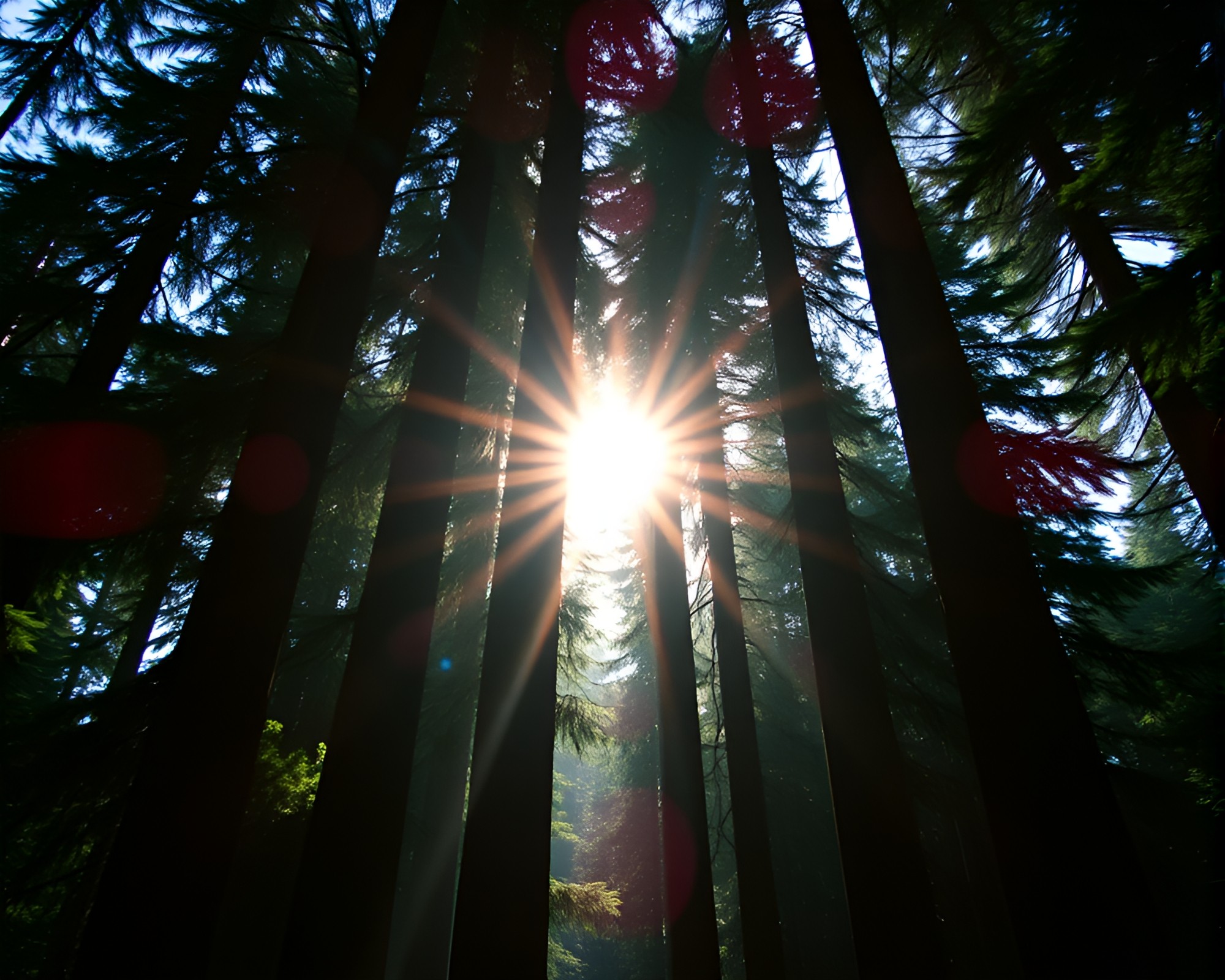 Enchanting Redwood Tree under Lens Sunburst – free AI stock image