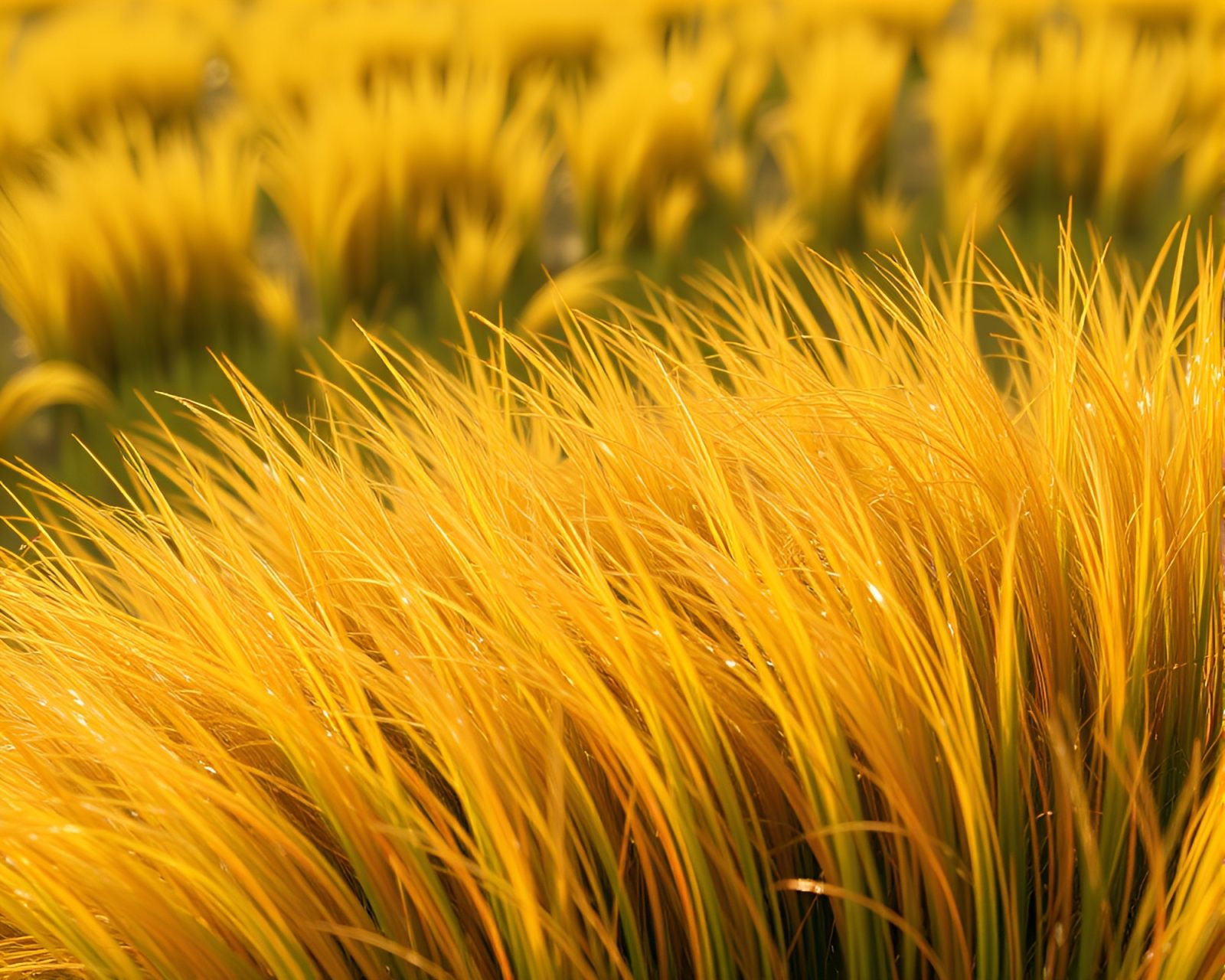 Hair-simulated savannah grass in golden spiral fractals