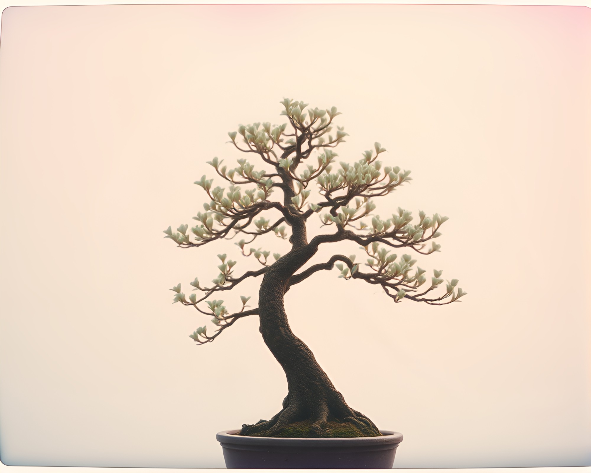 Iridescent Soap Film Drapes Over Bonsai Tree – free AI stock image