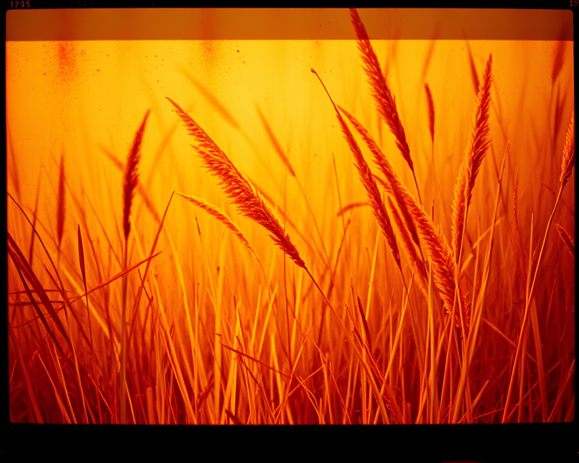Savannah Grassland Rust Stain Flickering Film Strip Scene – free AI stock image