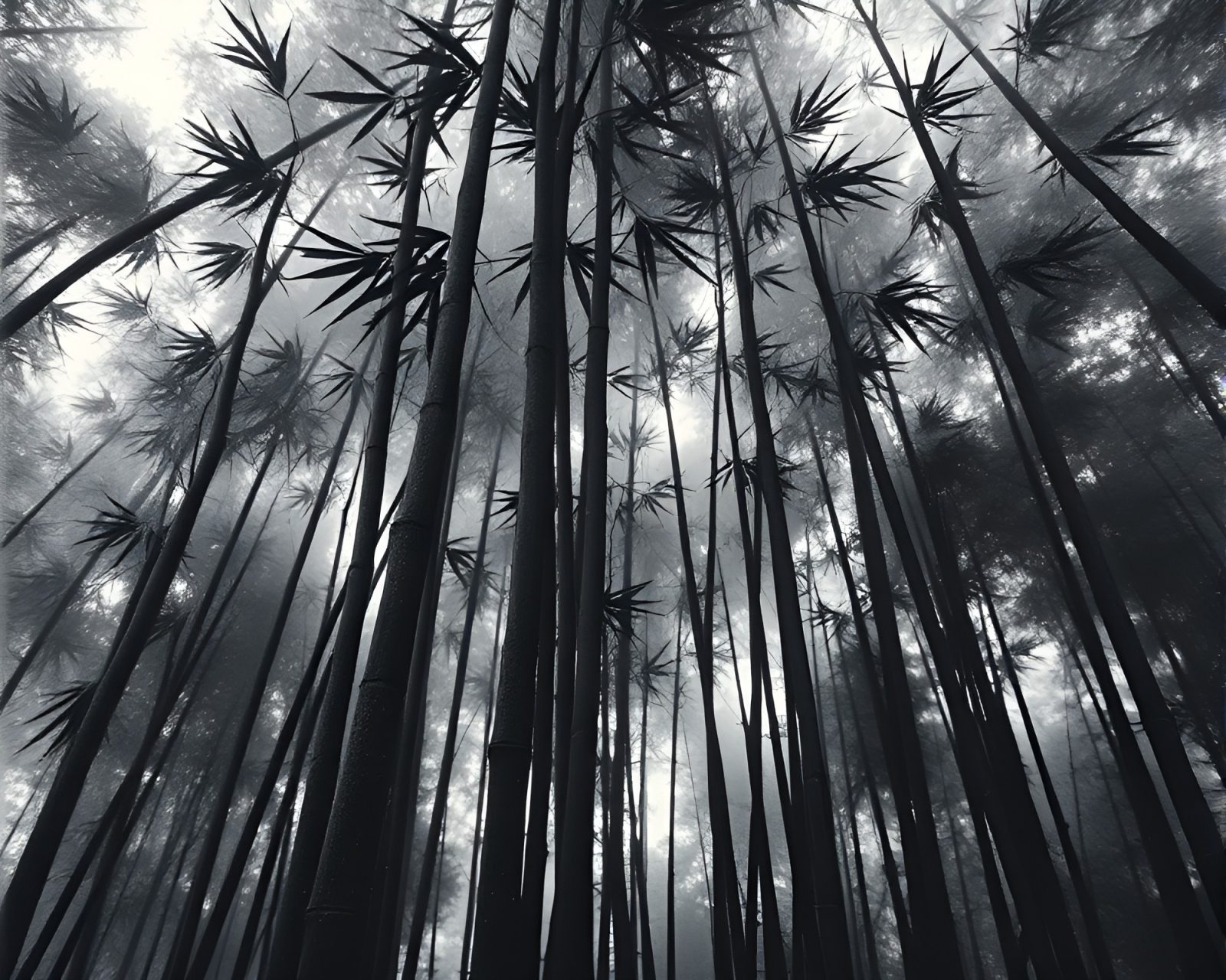 Soft focus charcoal drawing of a bamboo grove under cosmic lighting