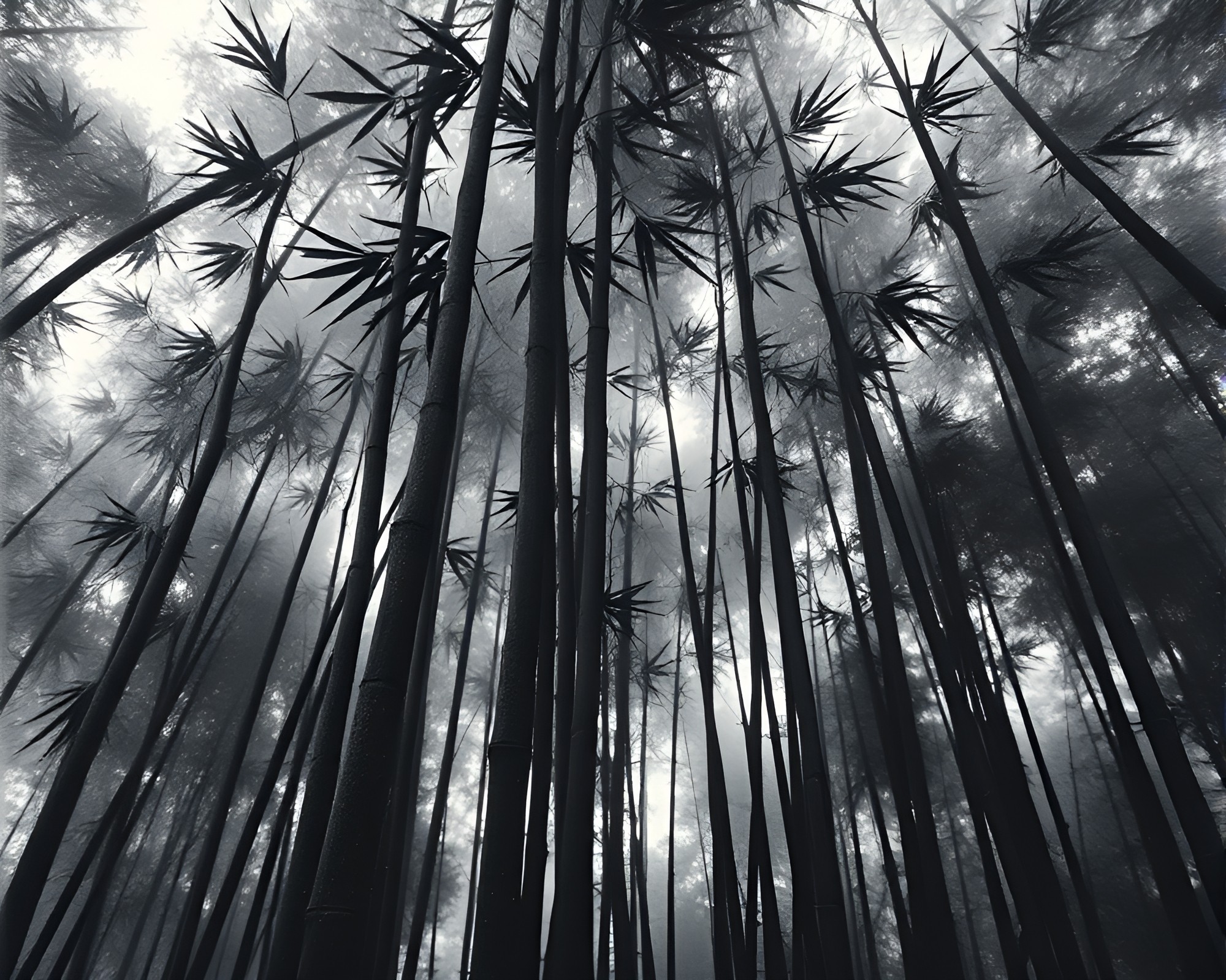 Bamboo Grove Charcoal Sketch in Cosmic Nebula Hues – free AI stock image