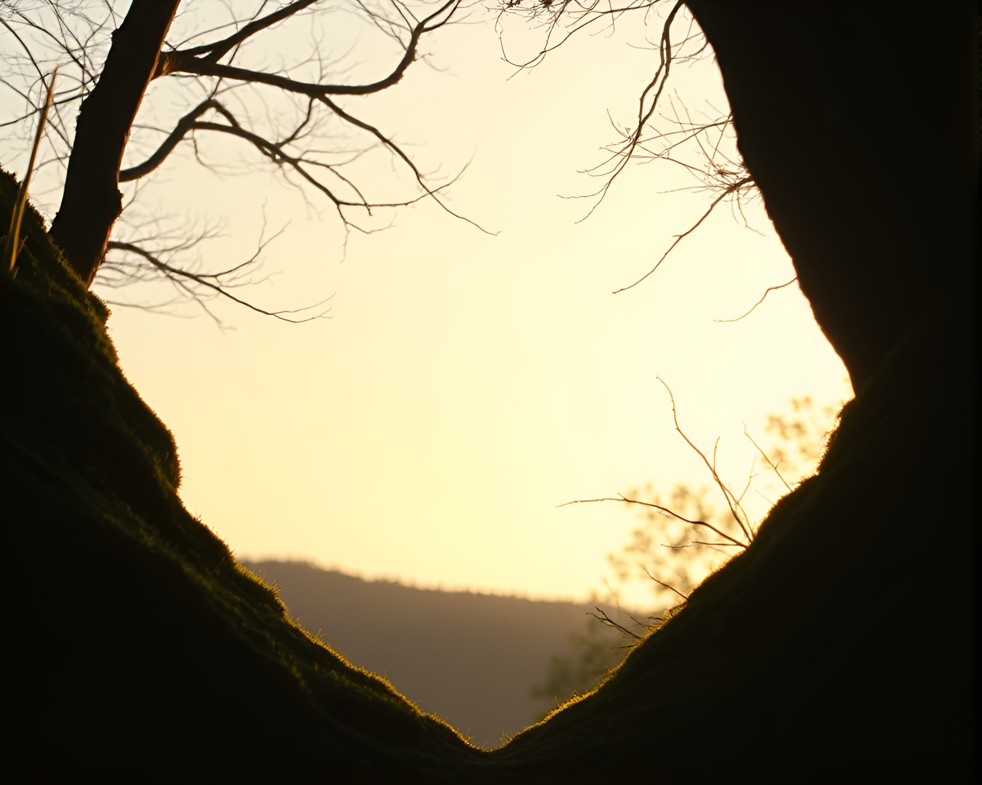 Moss-Covered Rock Framed in Nature’s Embrace – free AI stock image