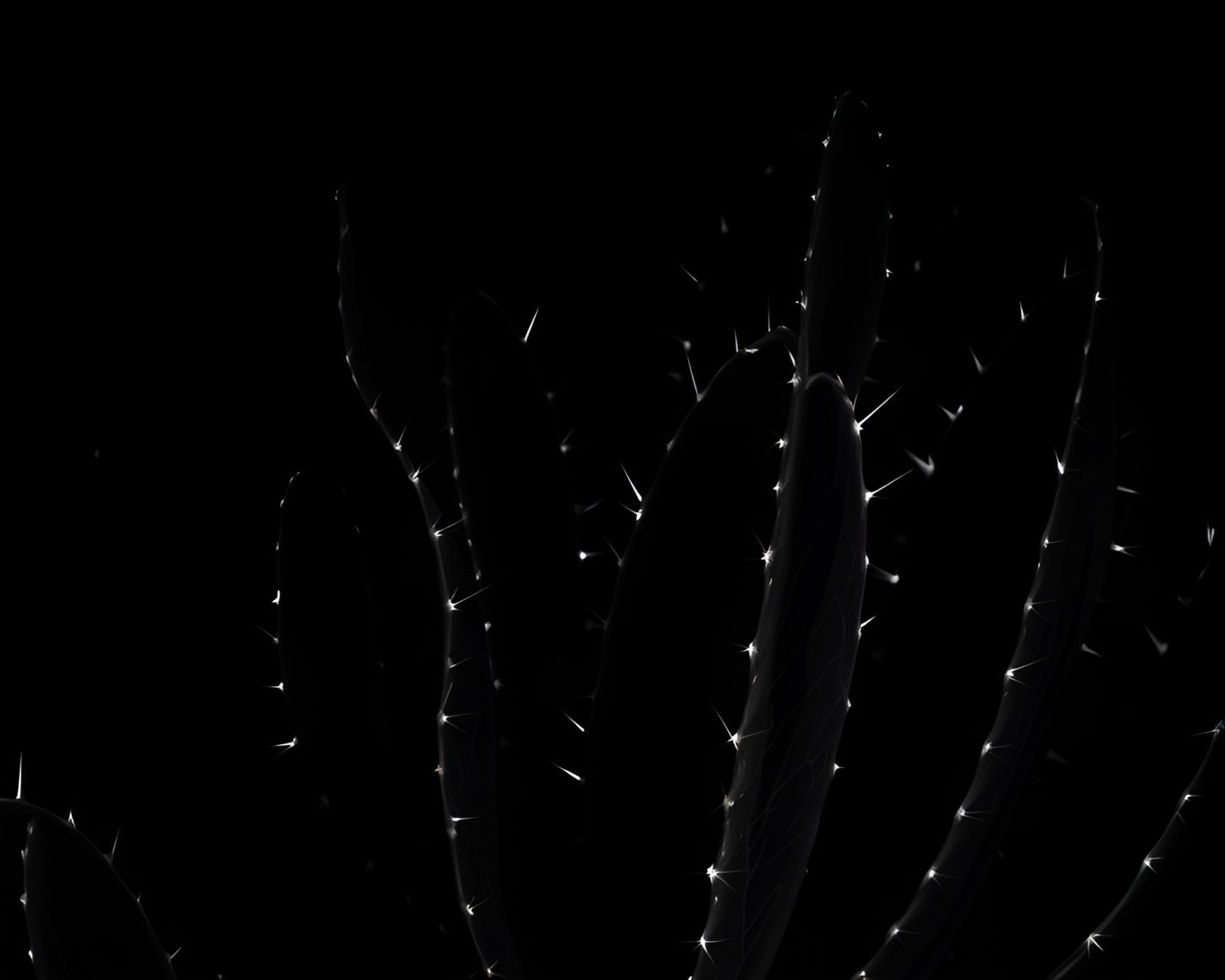 Dramatic monochrome image of neon cactus with leaf vein shadows