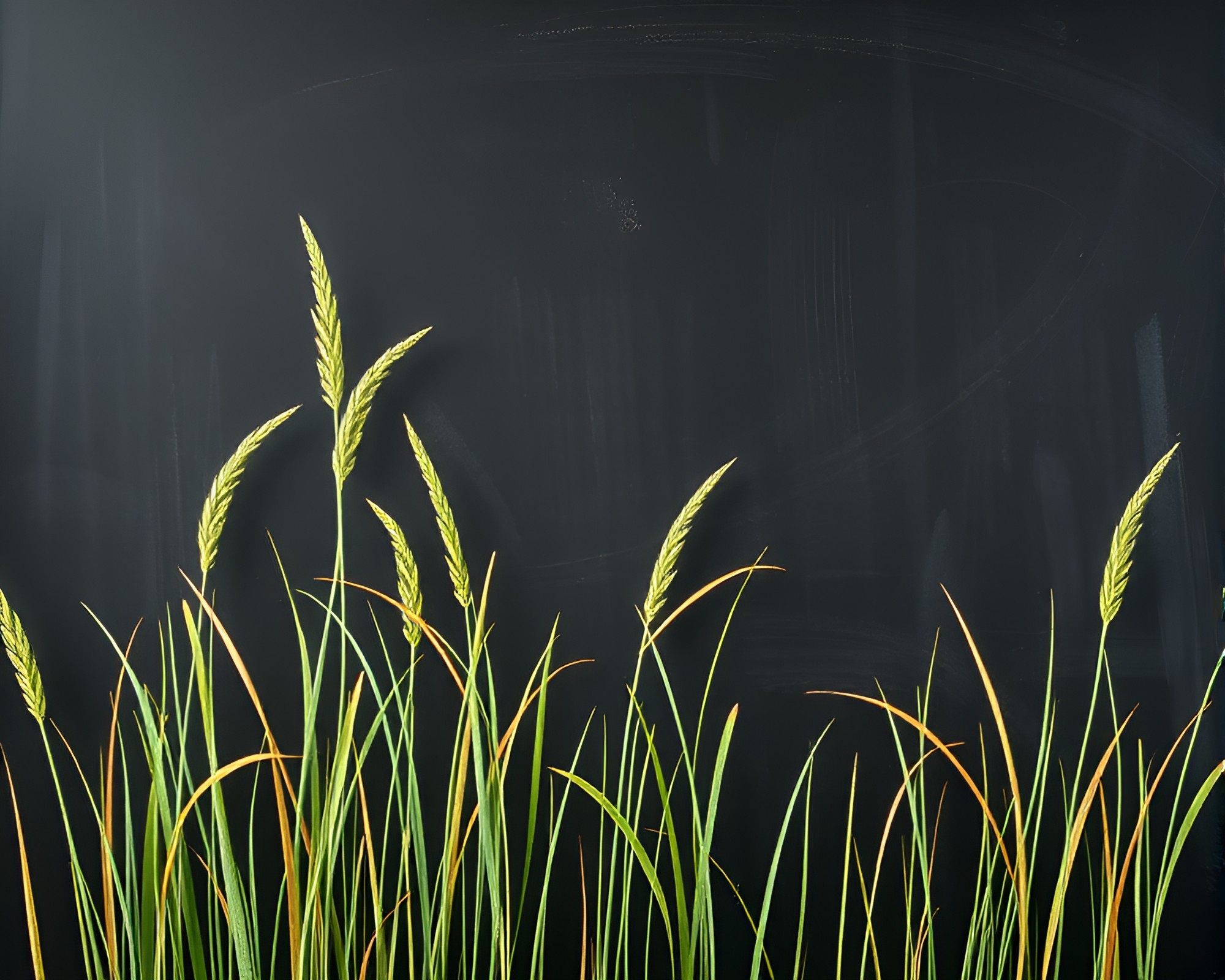 Savannah Grass Chalkboard Smudges Hyper-Realistic Graffiti Scene – free AI stock image