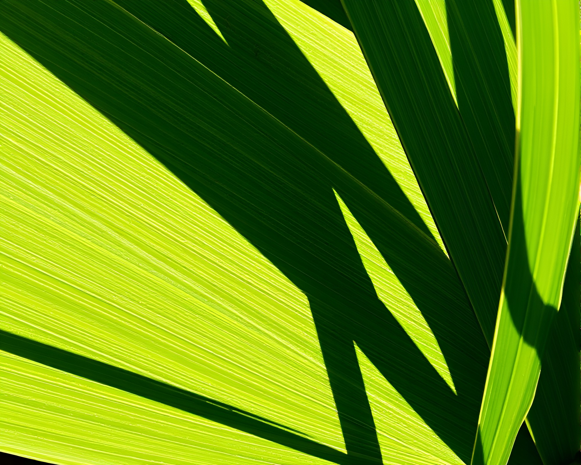 Geometric Leaf Vein Pattern on Savannah Grassland – free AI stock image