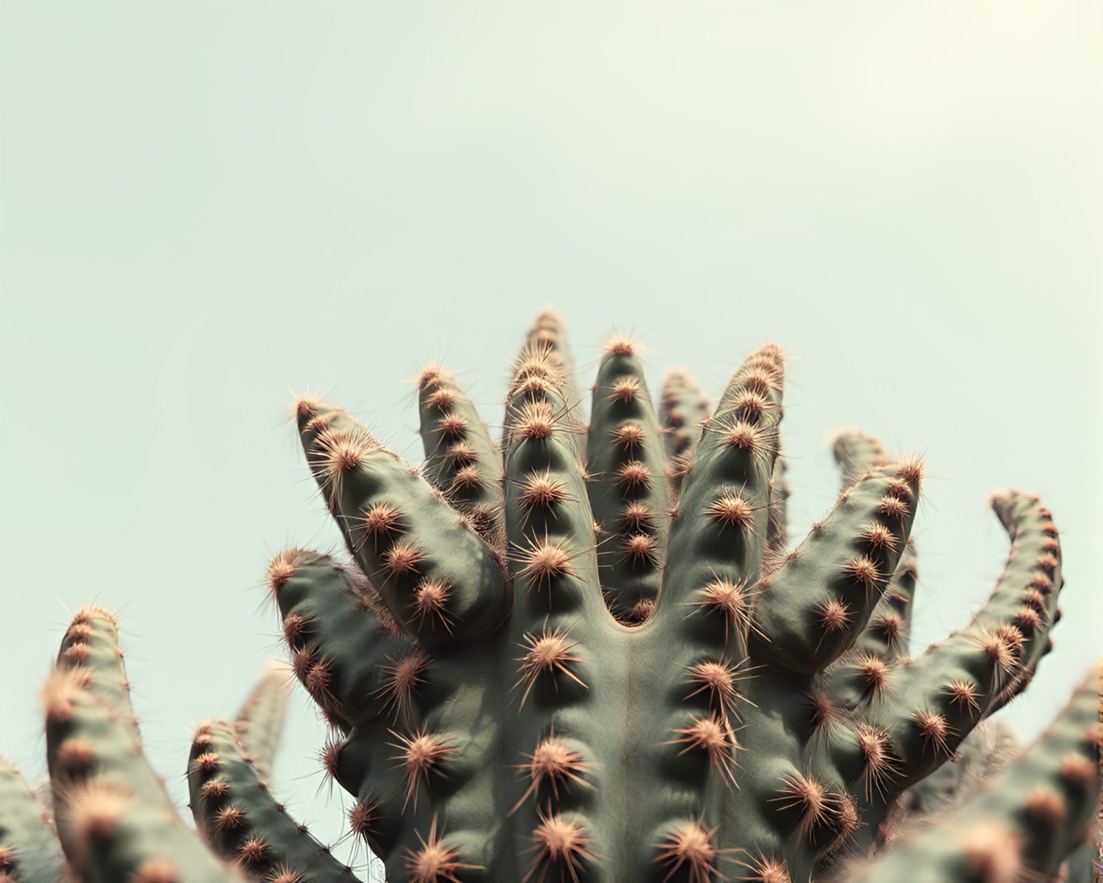 Low-angle shot of towering desert cactus in vibrant colors