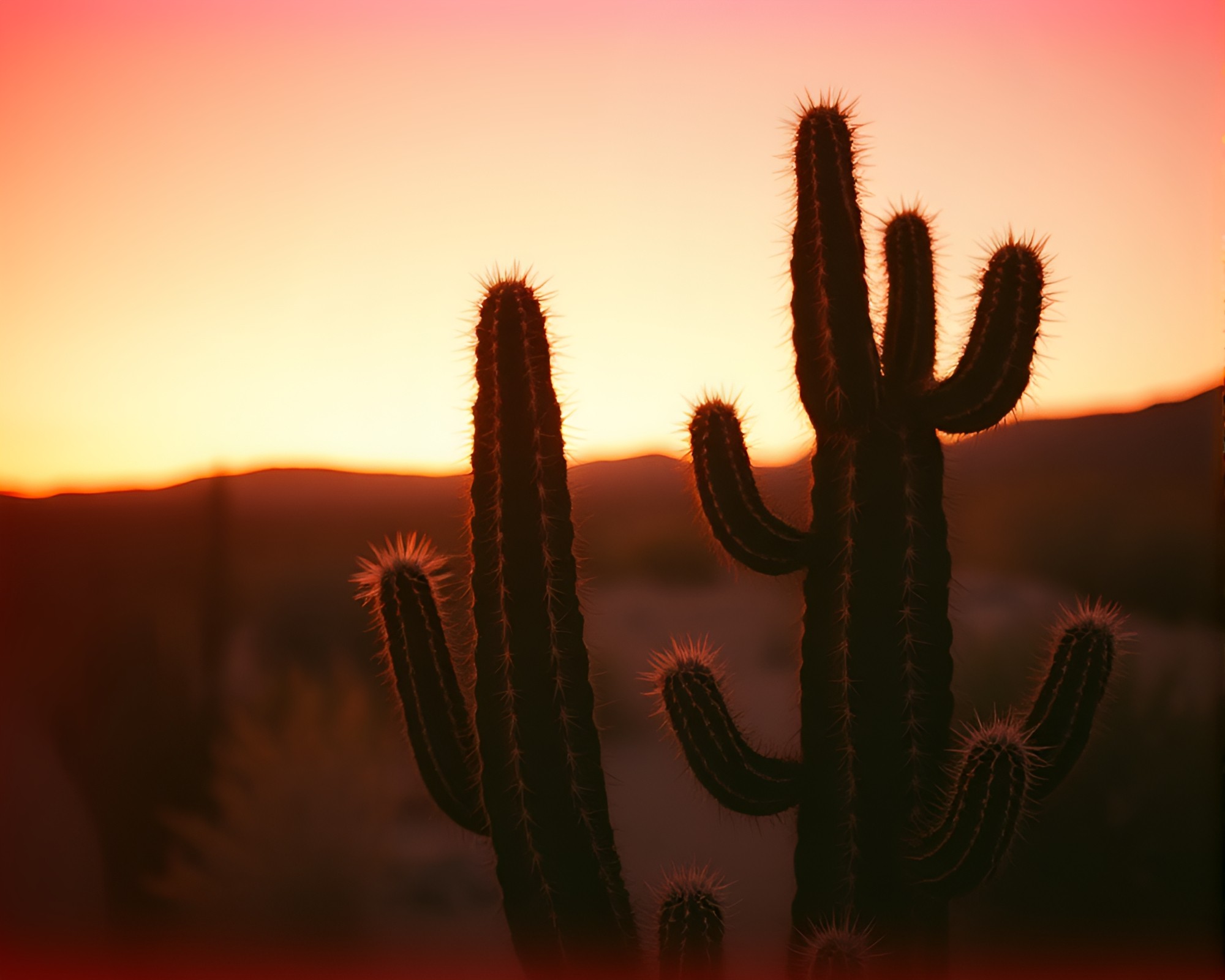 Desert Cactus Noir: Peachy Glow Aberration – free AI stock image