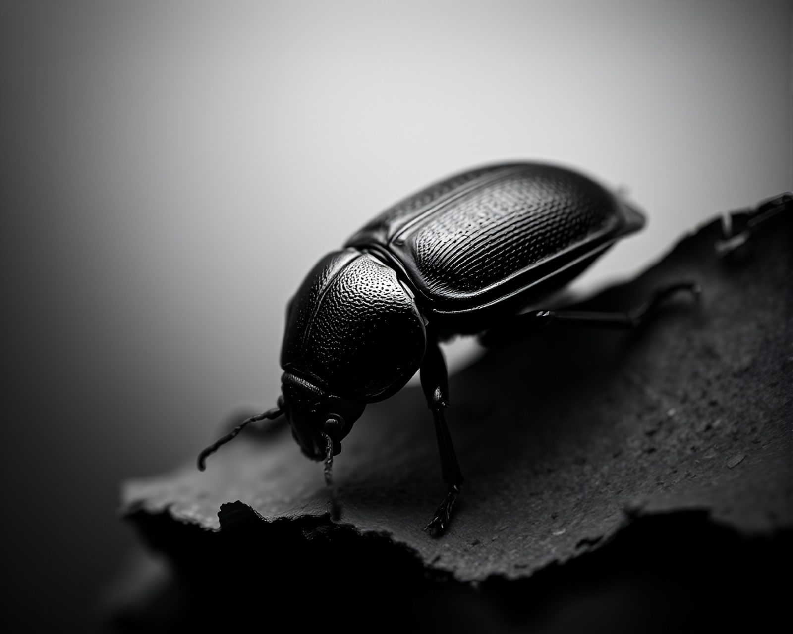 Dark photo of beetle with torn, edges in gray tones