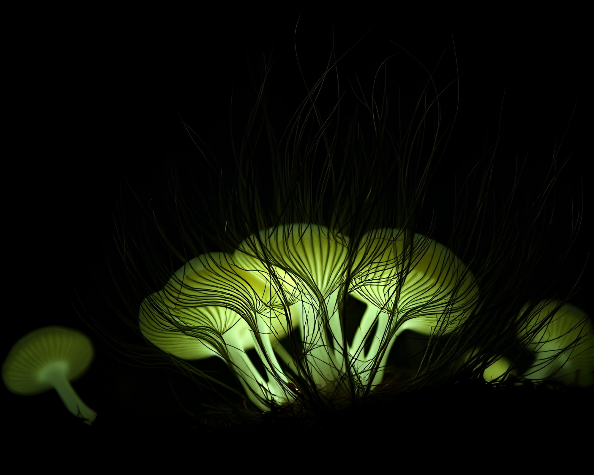 Bioluminescent Fungi Illuminated in Etched Dramatic Simulation – free AI stock image