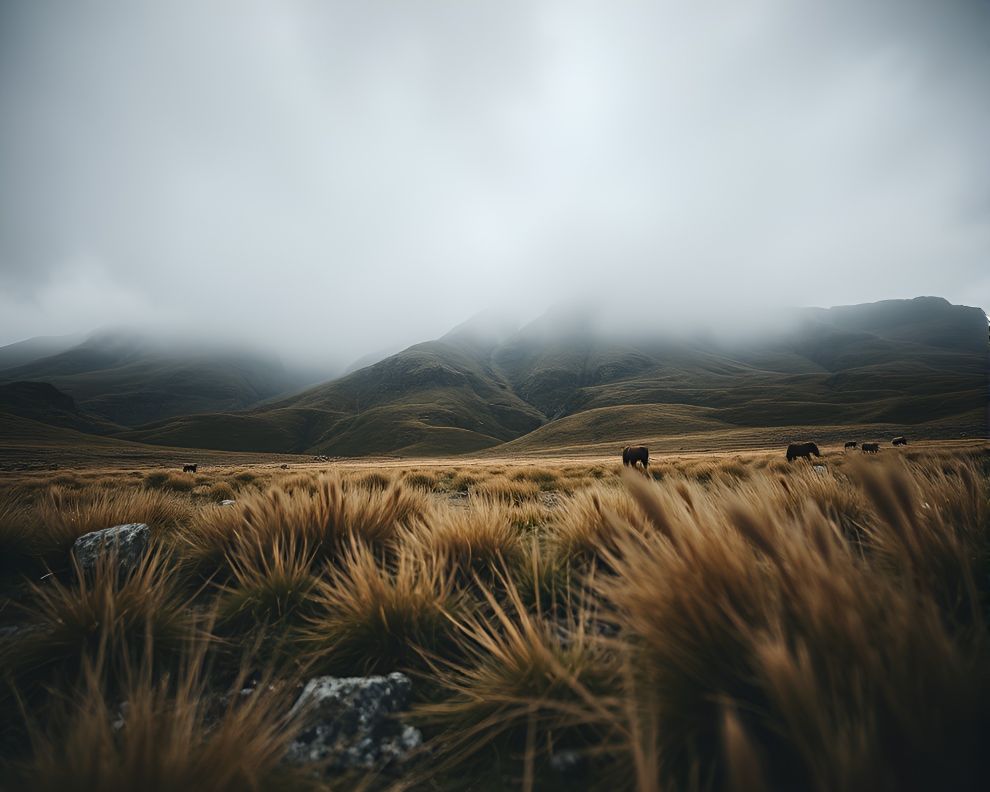 Majestic Geyser Field in Stunning Chiaroscuro Composition – free AI stock image